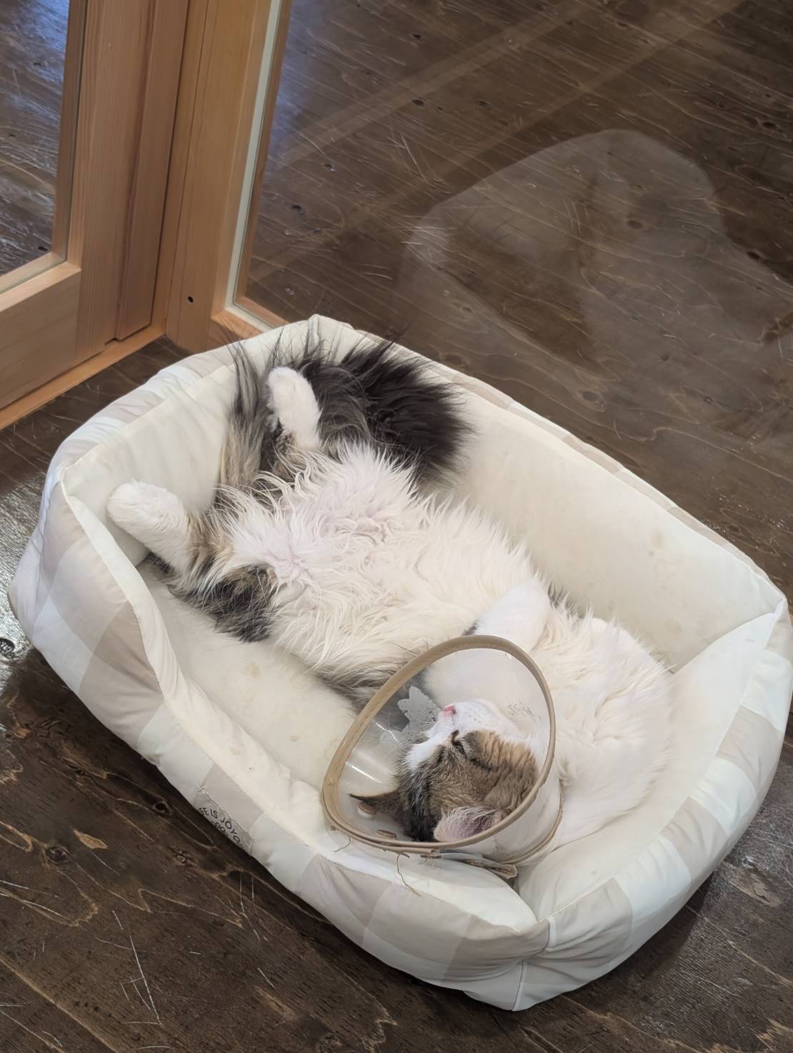 オフィス猫ラムネ 2025年10月23日のひとこま