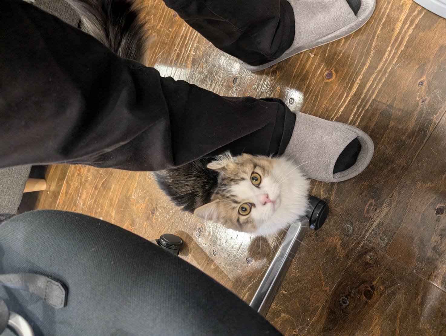 オフィス猫ラムネ 2025年11月9日のひとこま