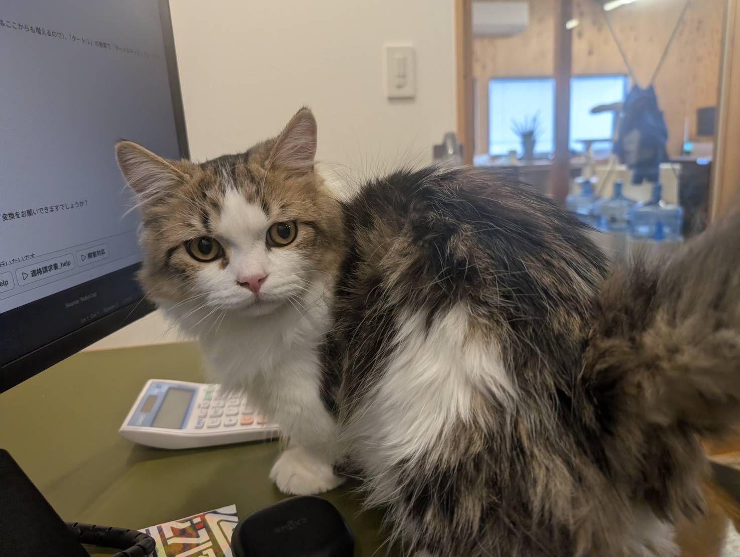 ラムネのオフィス冒険な一日