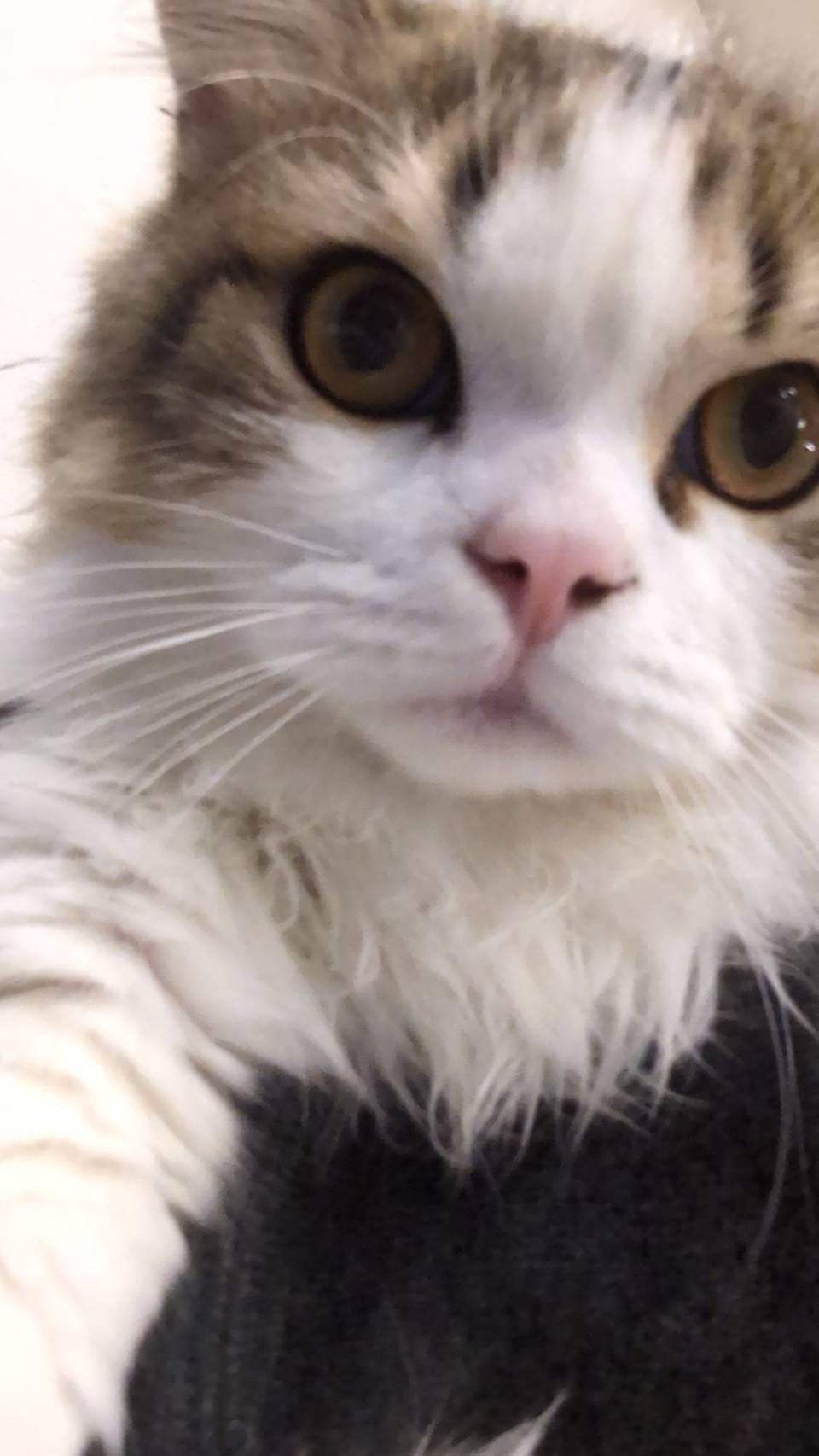オフィス猫ラムネ 2025年11月14日のひとこま