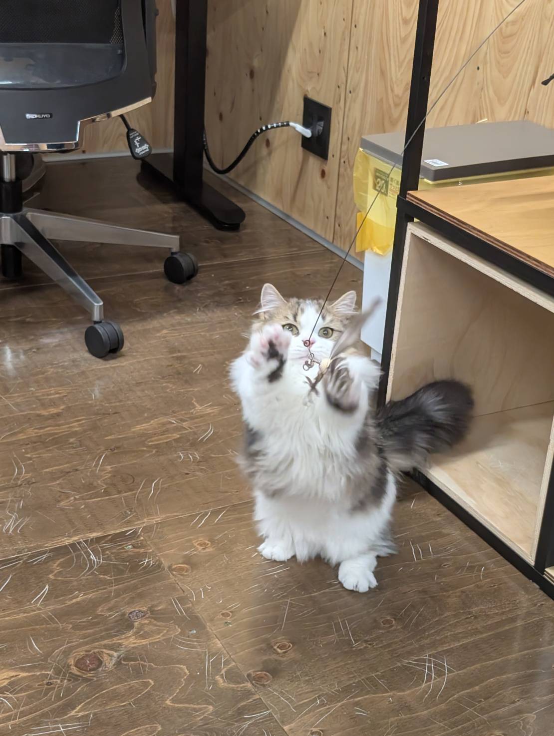 オフィス猫ラムネ 2025年12月3日のひとこま