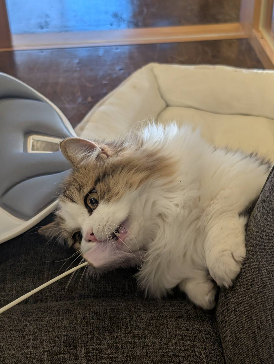 ラムネの遊び心満載な一日