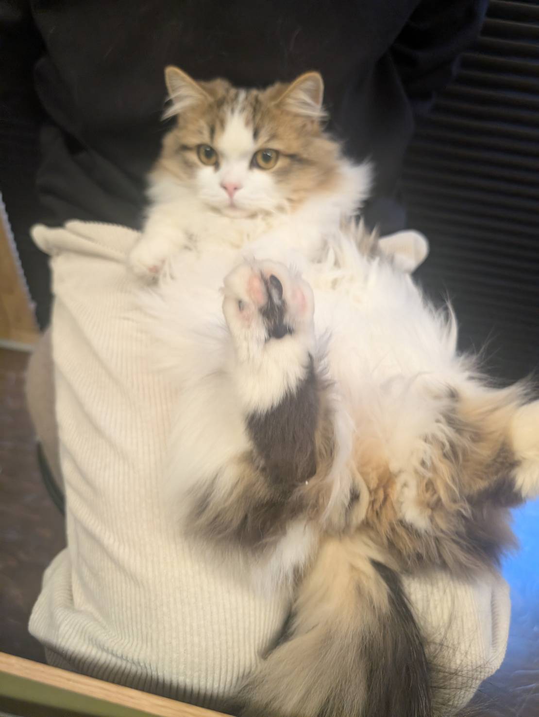 オフィス猫ラムネ 2025年12月22日のひとこま