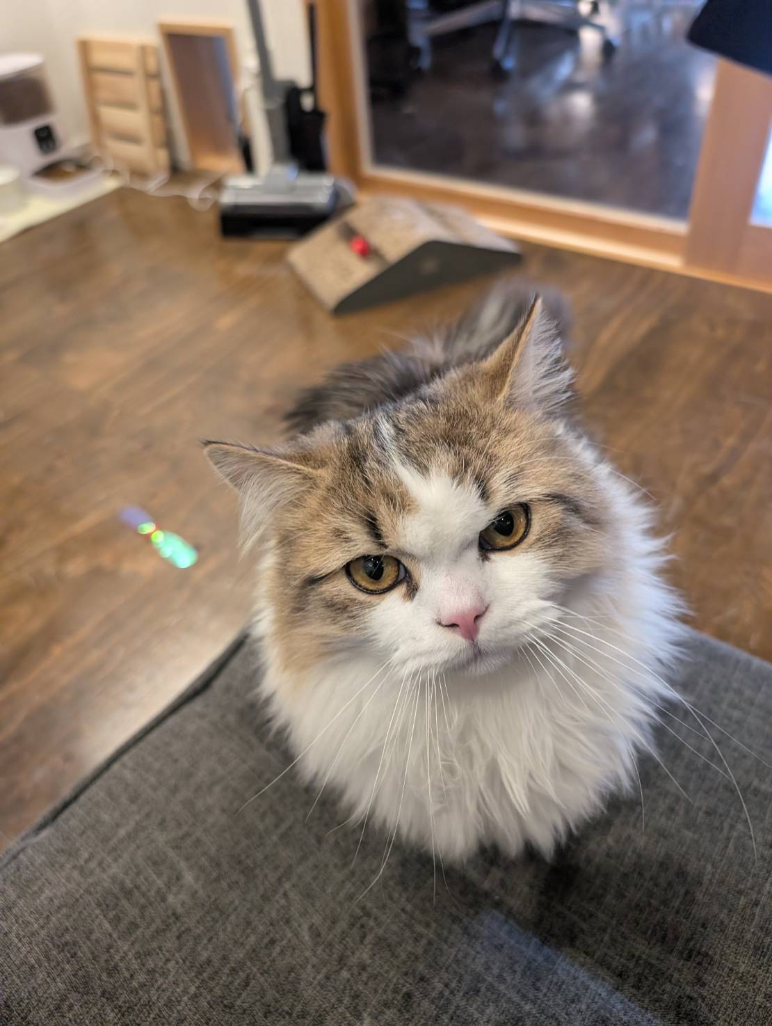 ラムネの今日の冒険