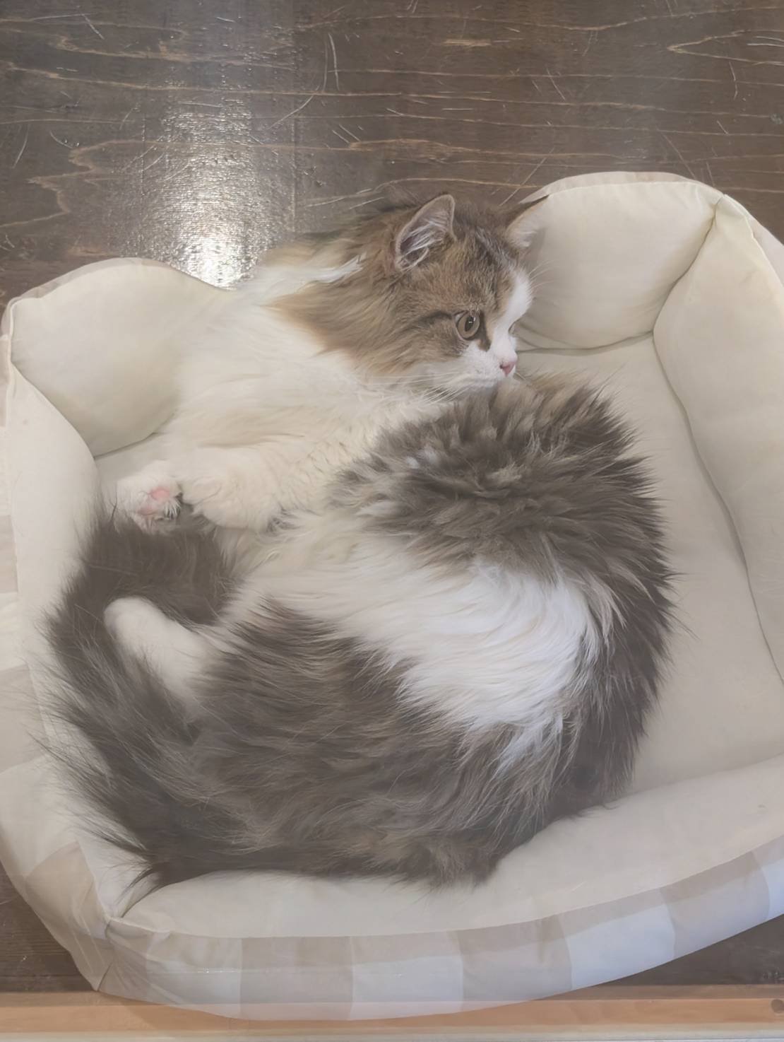 オフィス猫ラムネ 2026年1月6日のひとこま