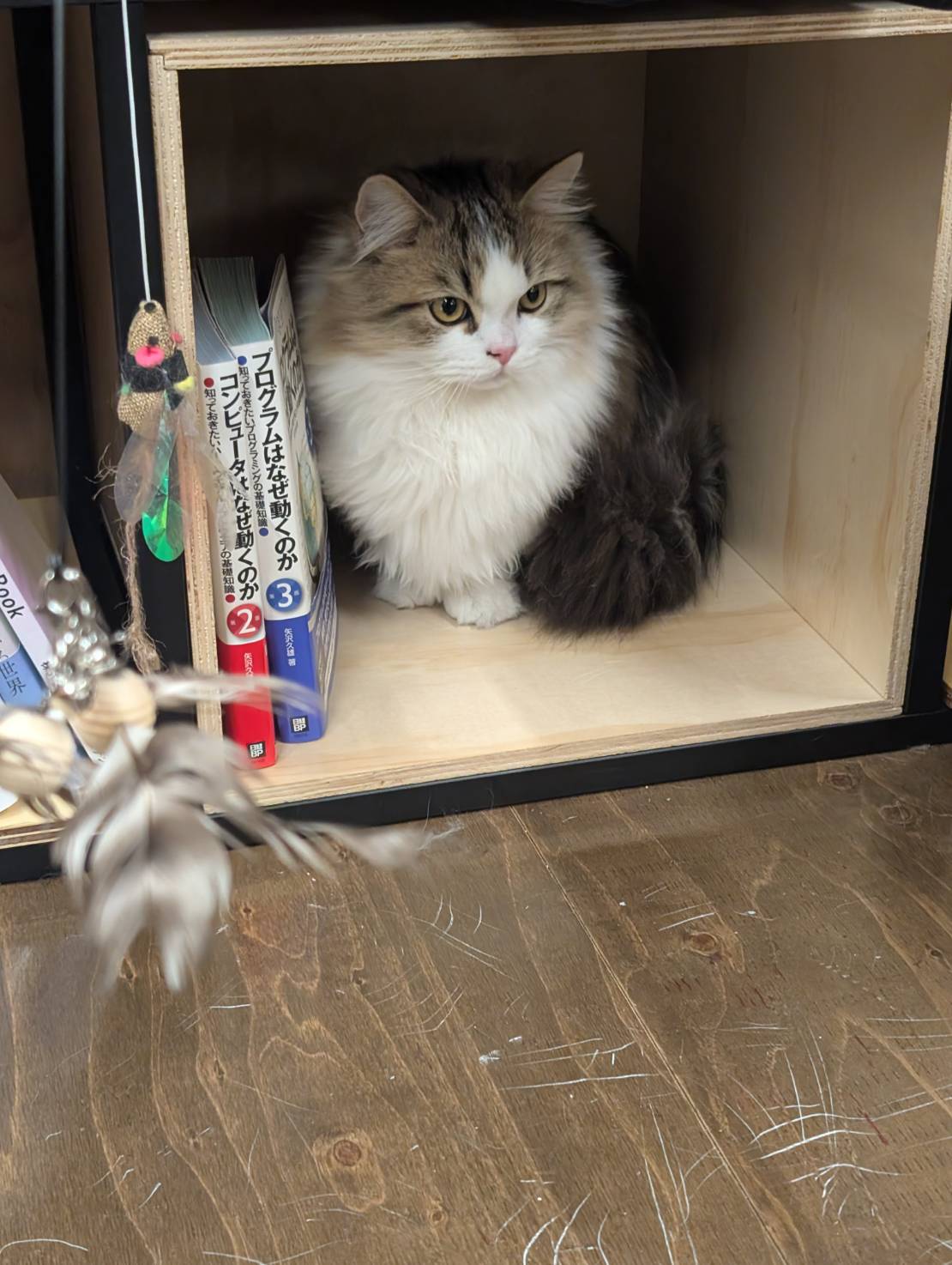 オフィス猫ラムネ 2026年1月7日のひとこま
