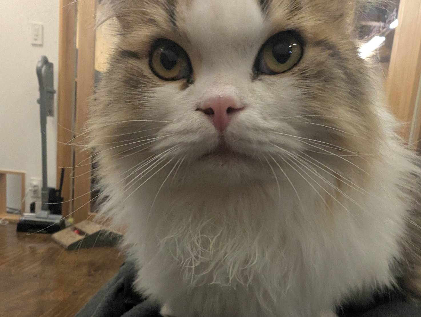 ラムネのリラックスな休日