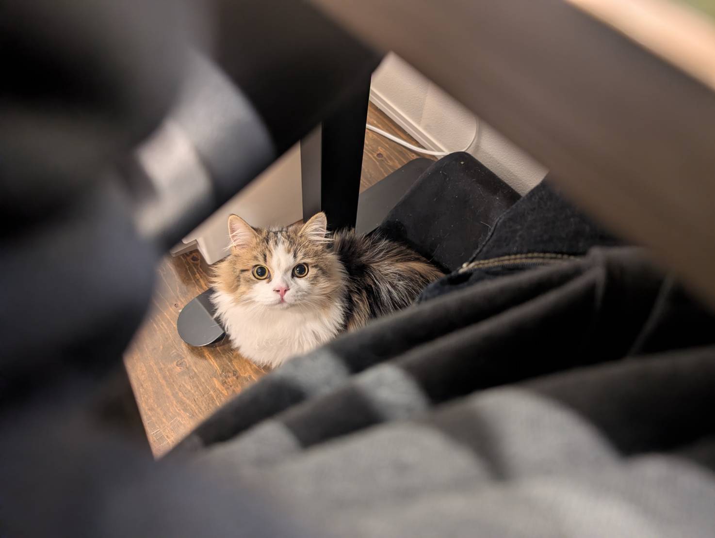 ラムネのオフィス探検