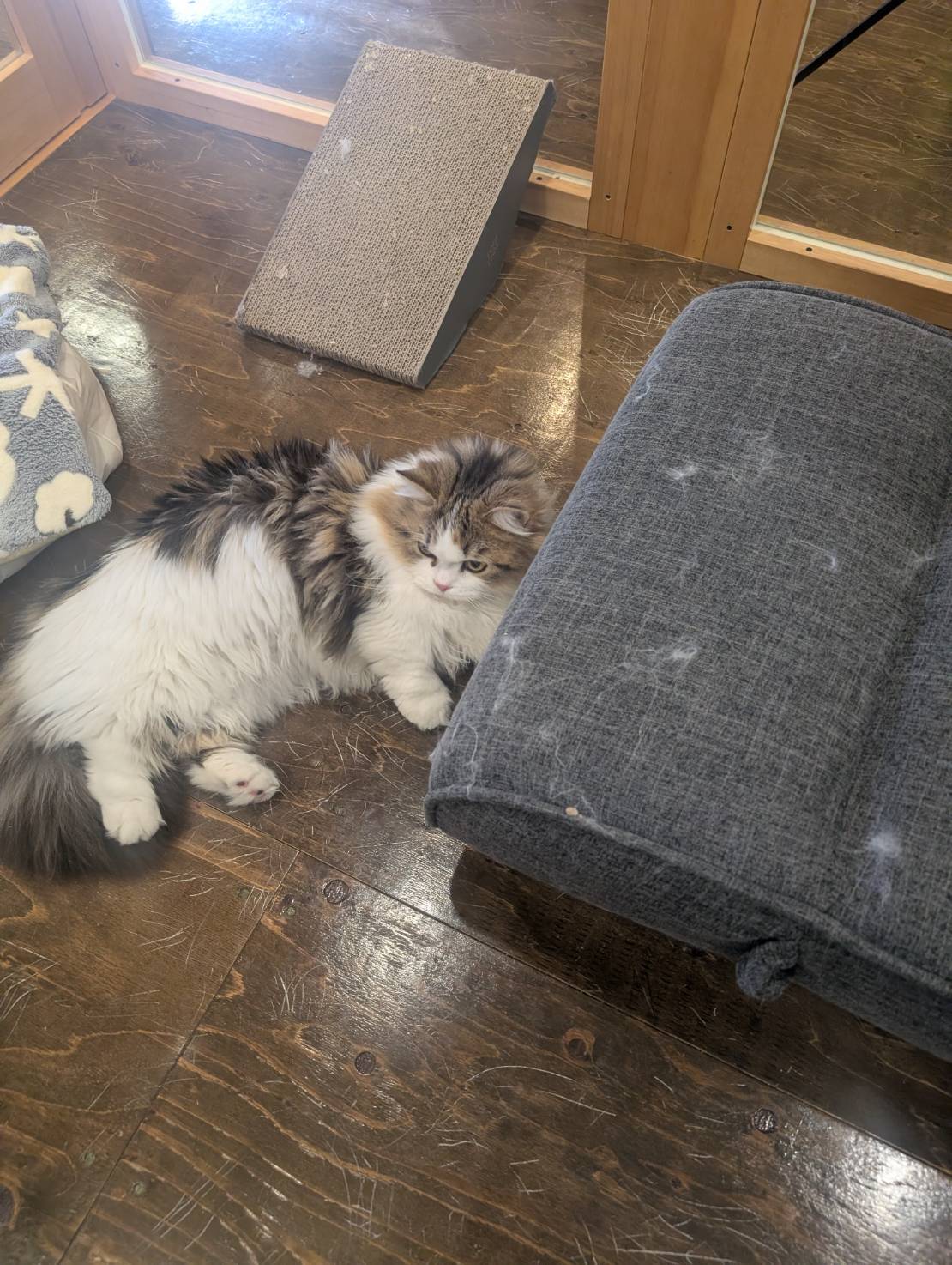 ラムネのふわふわお昼寝タイム