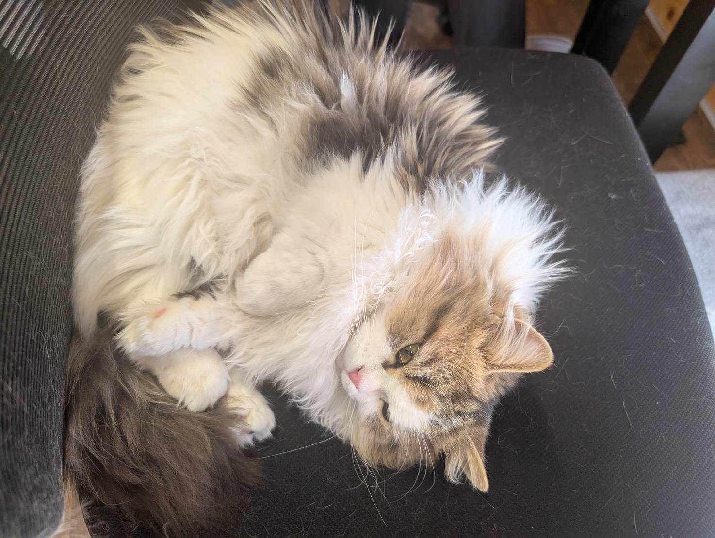 ラムネのふわふわお昼寝な一日