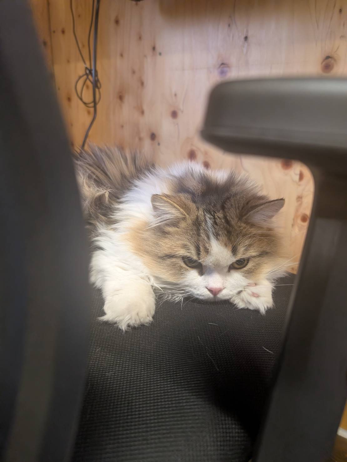 ラムネのまったりタイムな一日