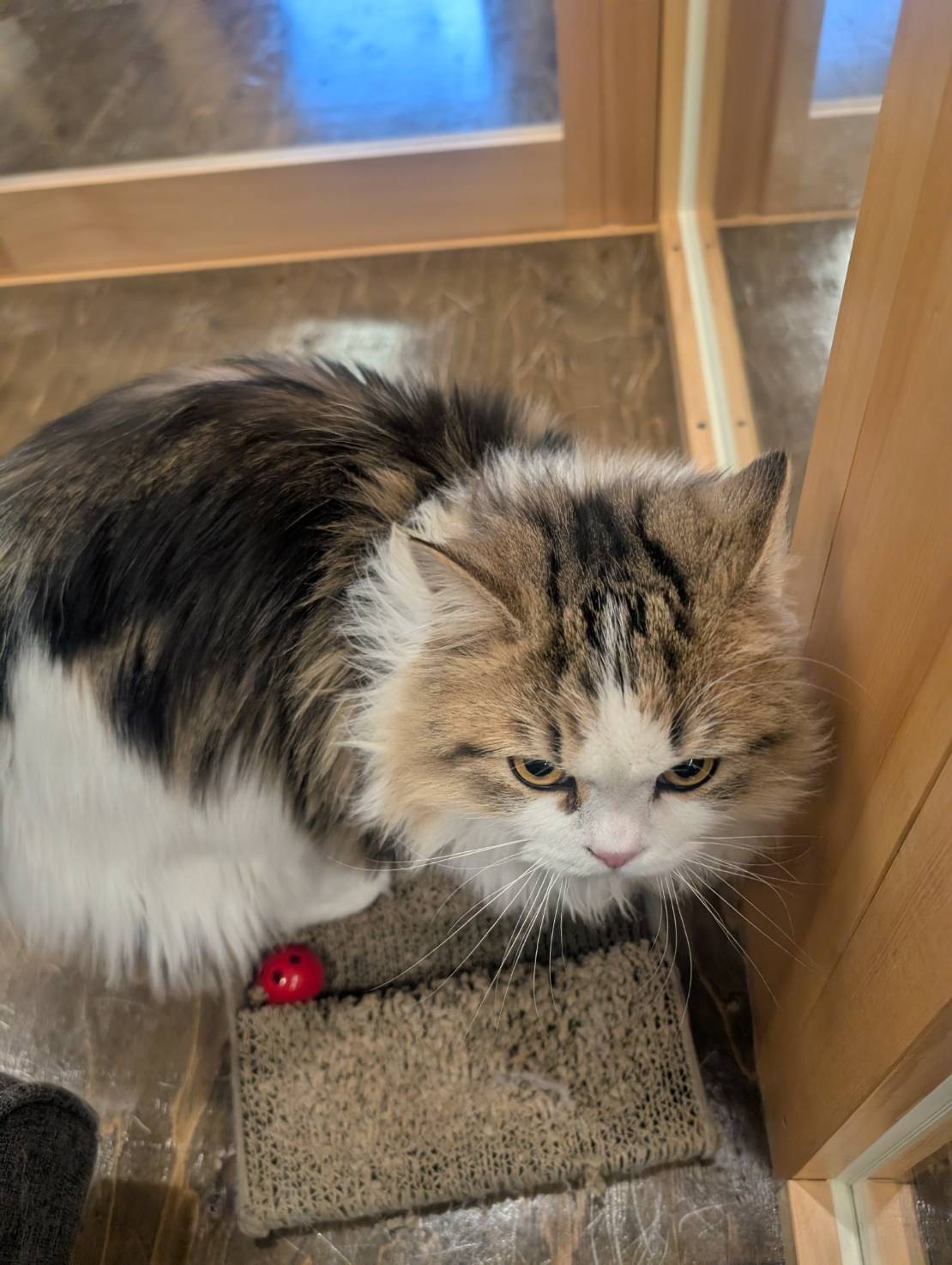 ラムネのゆったりまったり休日