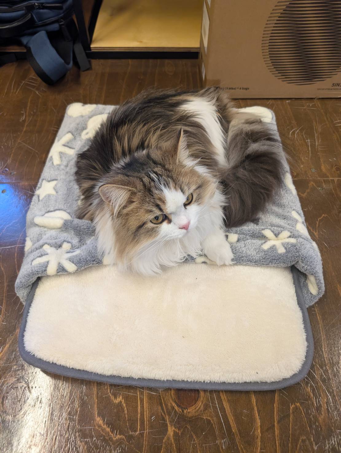 オフィス猫ラムネ 2026年2月4日のひとこま