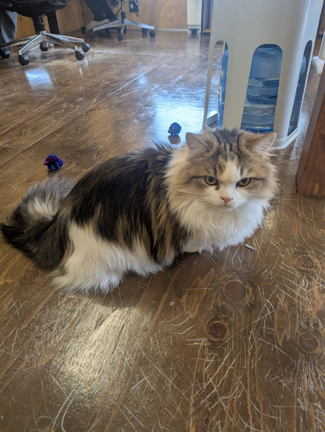 ラムネのオフィス探検な一日