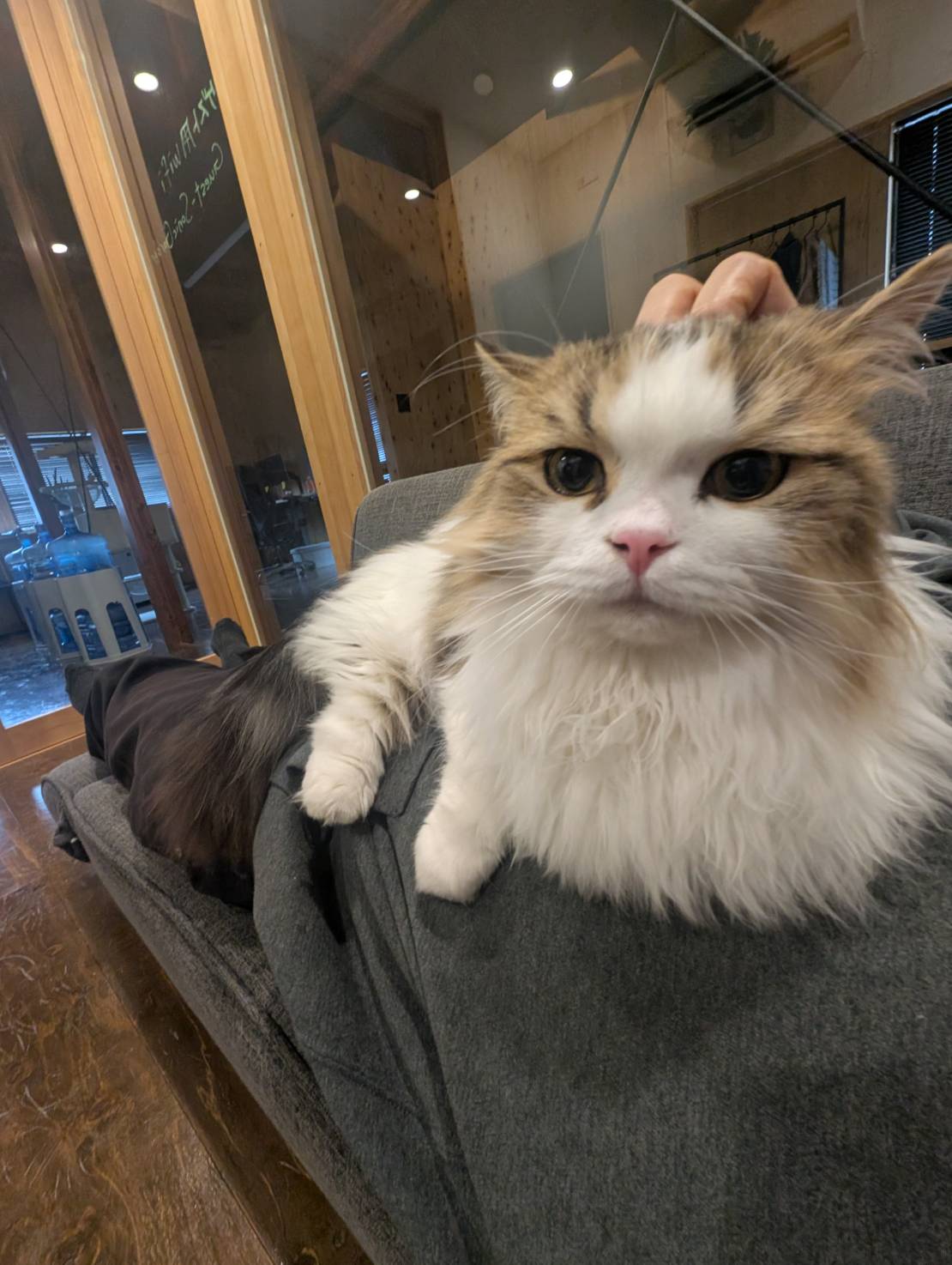 ラムネのリラックスタイム