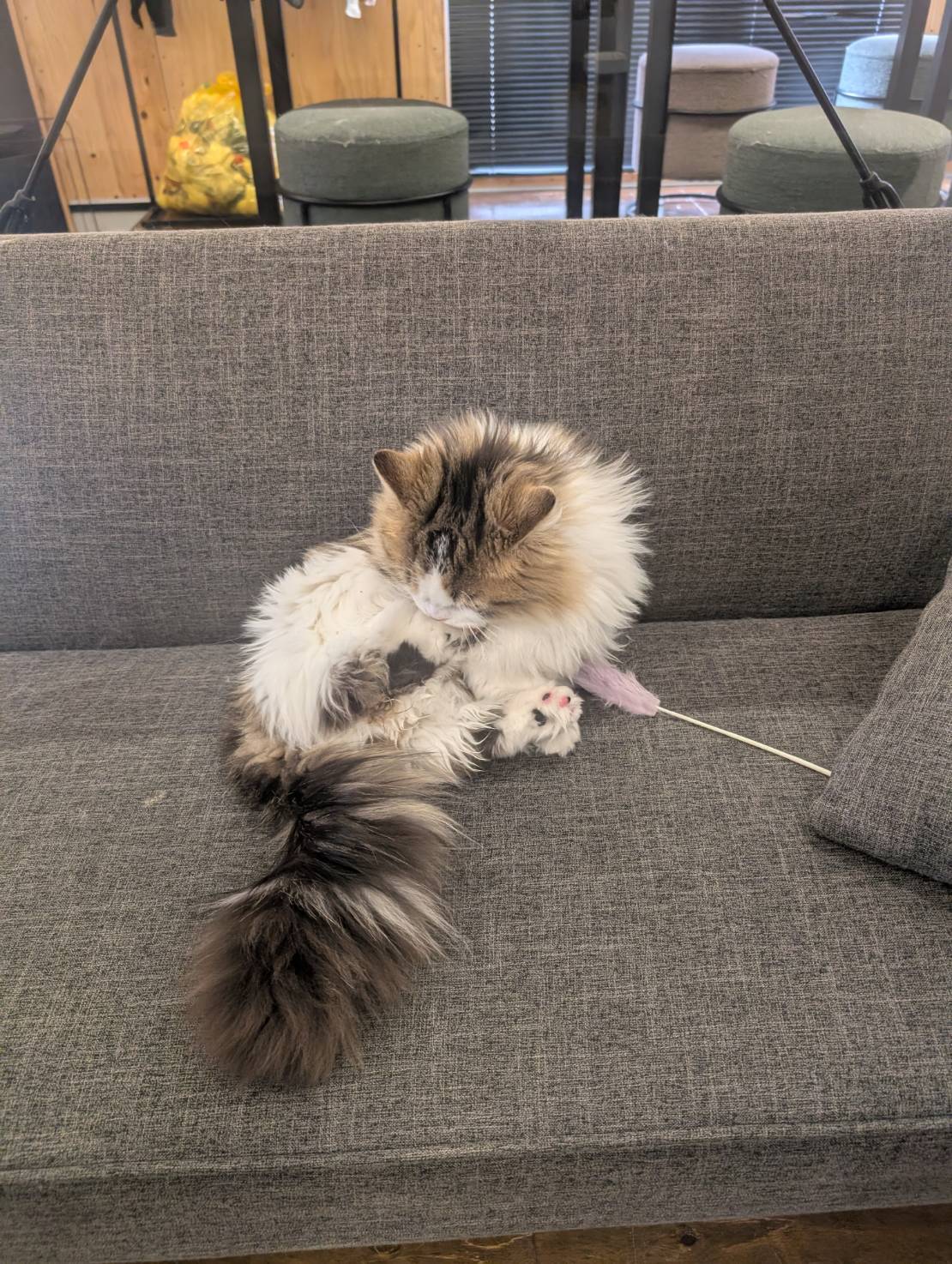 ラムネのお手入れタイム