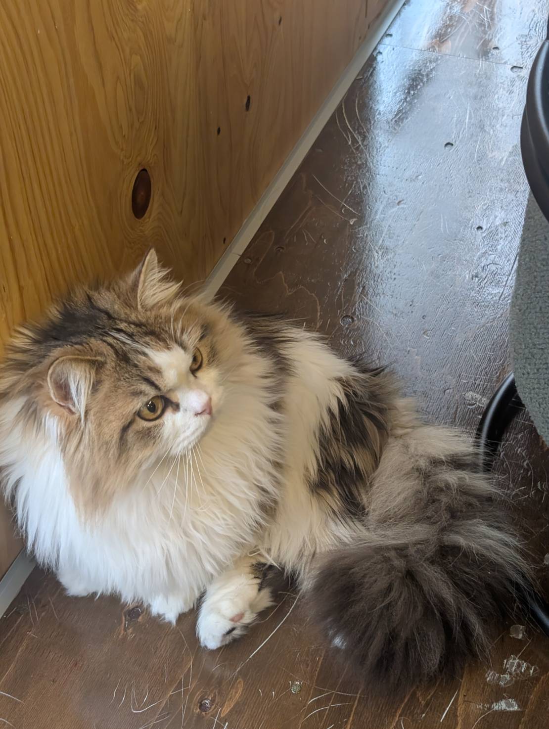 ラムネの観察日記