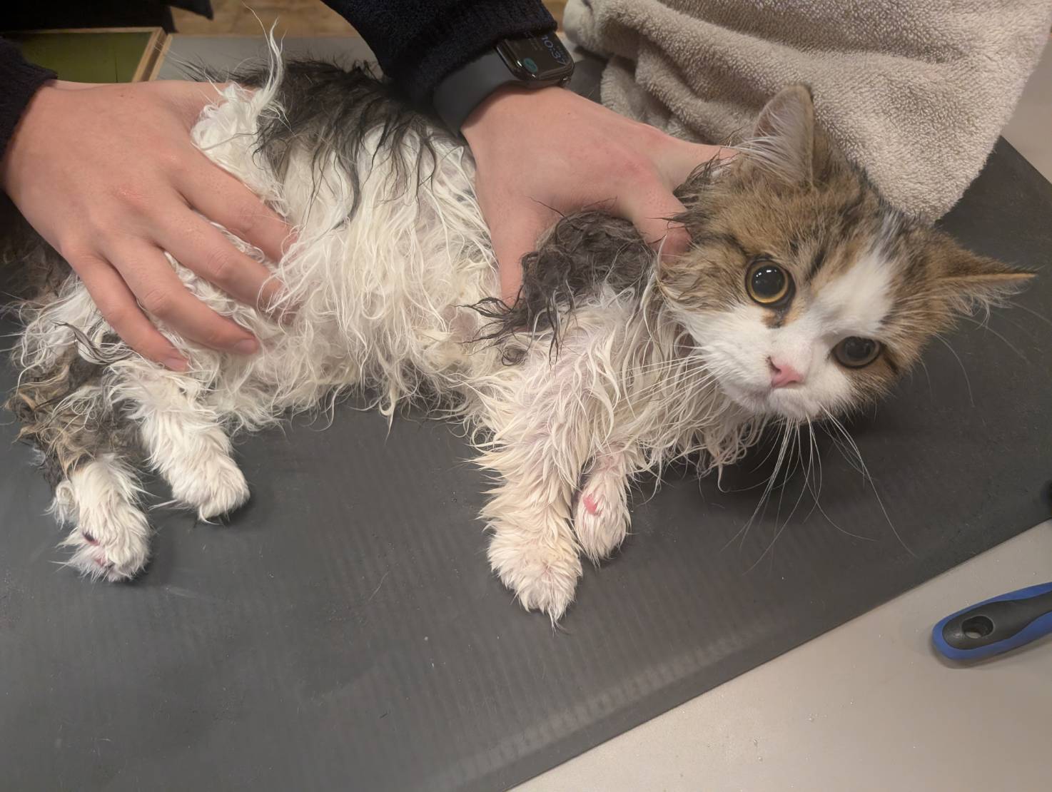 オフィス猫ラムネ 2026年2月11日のひとこま
