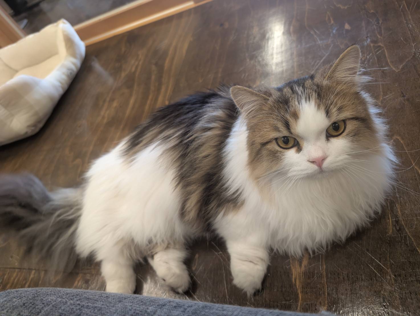 オフィス猫ラムネ 2026年2月13日のひとこま