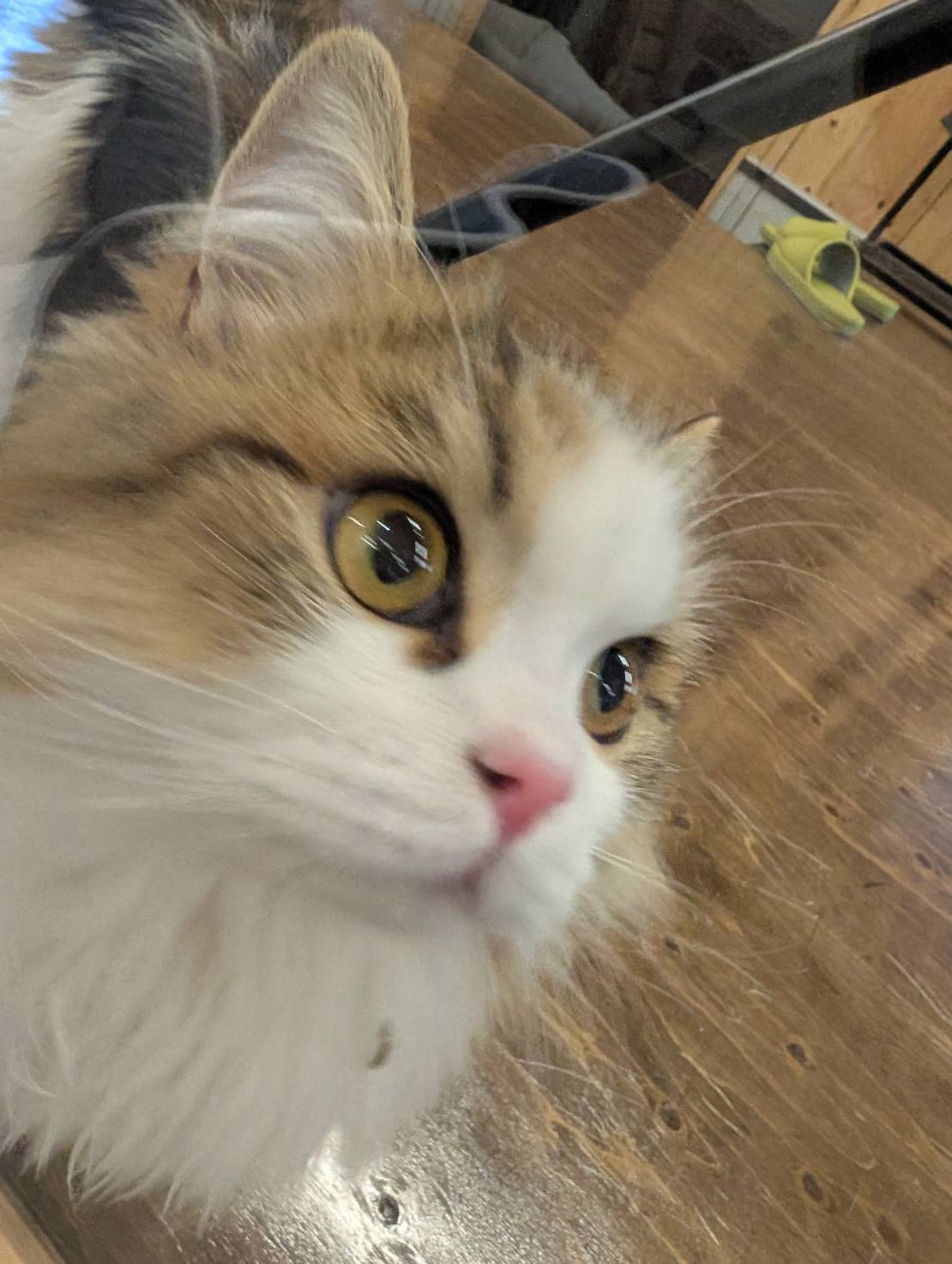 ラムネのリラックスな休日