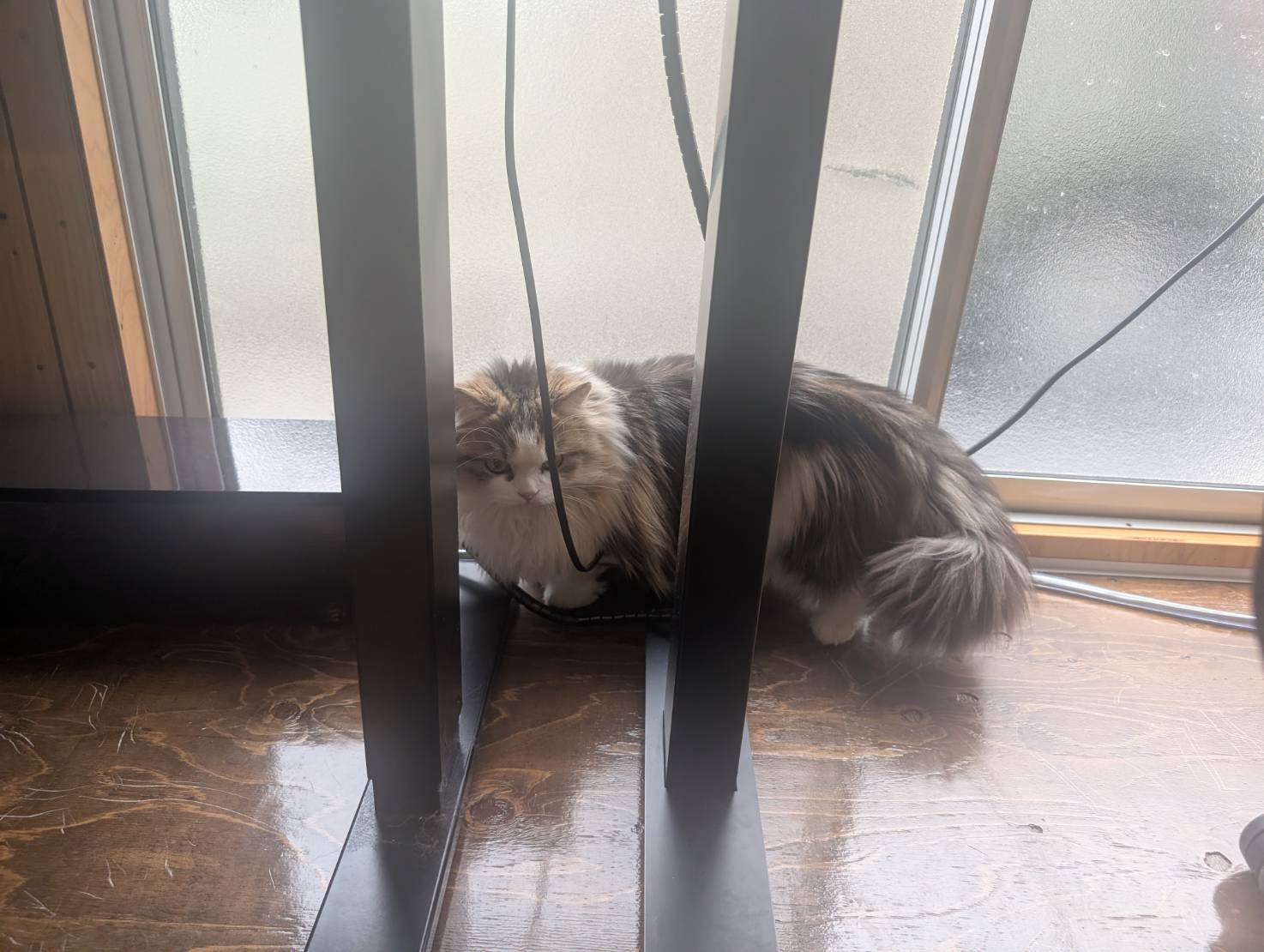 ラムネのちょっとした探検の日