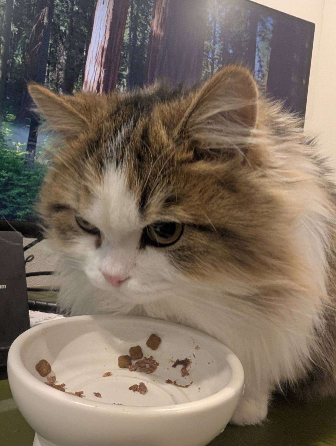 ラムネの美味しいごはんタイム