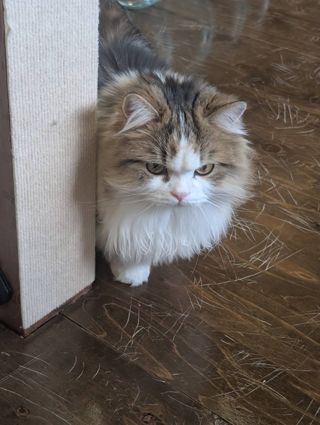 ラムネのオフィス探検日記