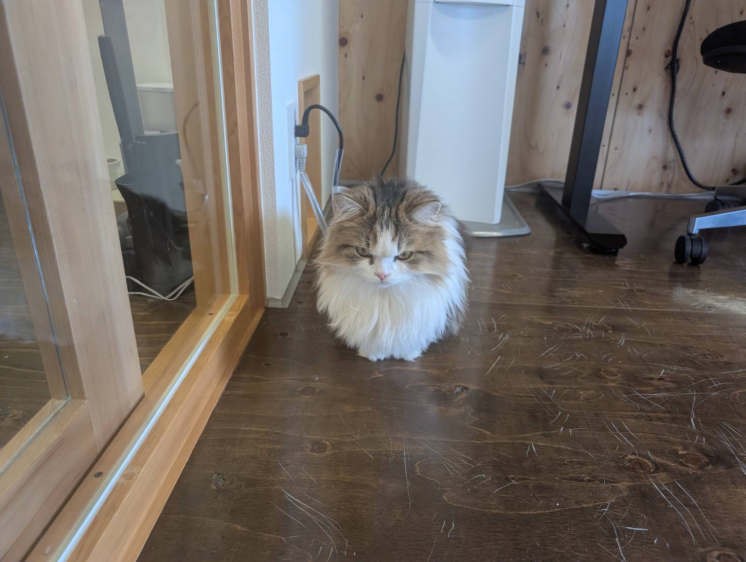 ラムネのひなたぼっこな一日