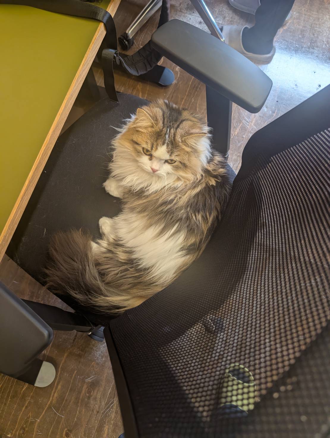 ラムネのオフィスでのドキドキ発見な一日