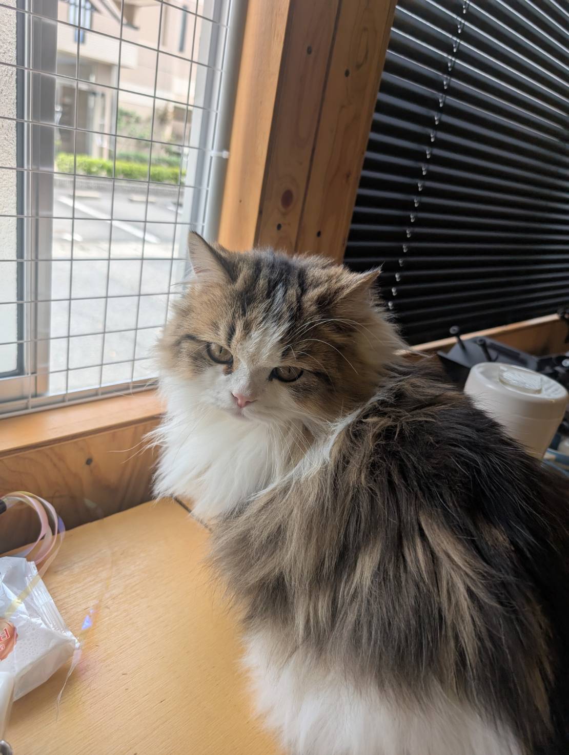 ラムネのオフィスでのふかふかタイム