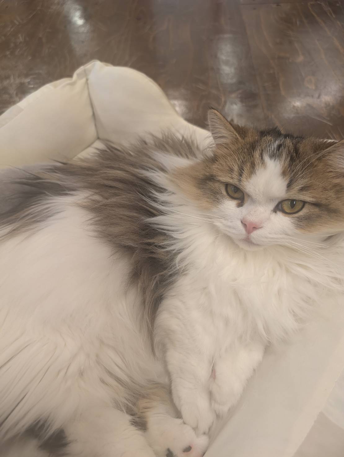 ラムネのふわふわお昼寝な一日