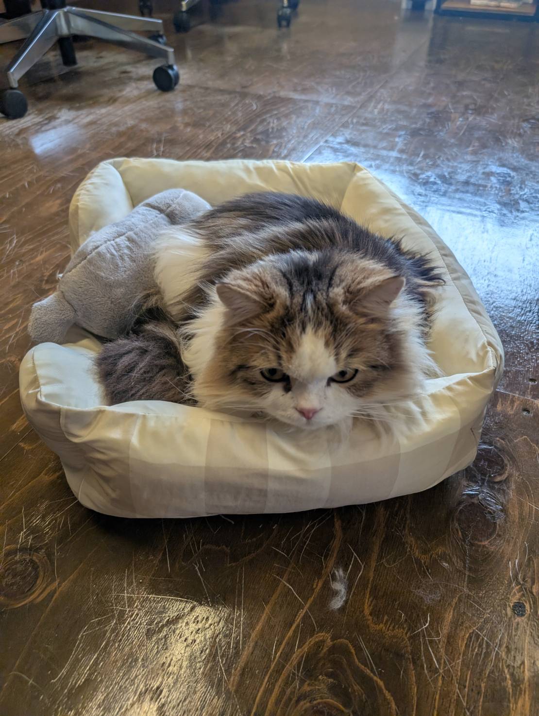 ラムネのぽかぽかお昼寝な一日