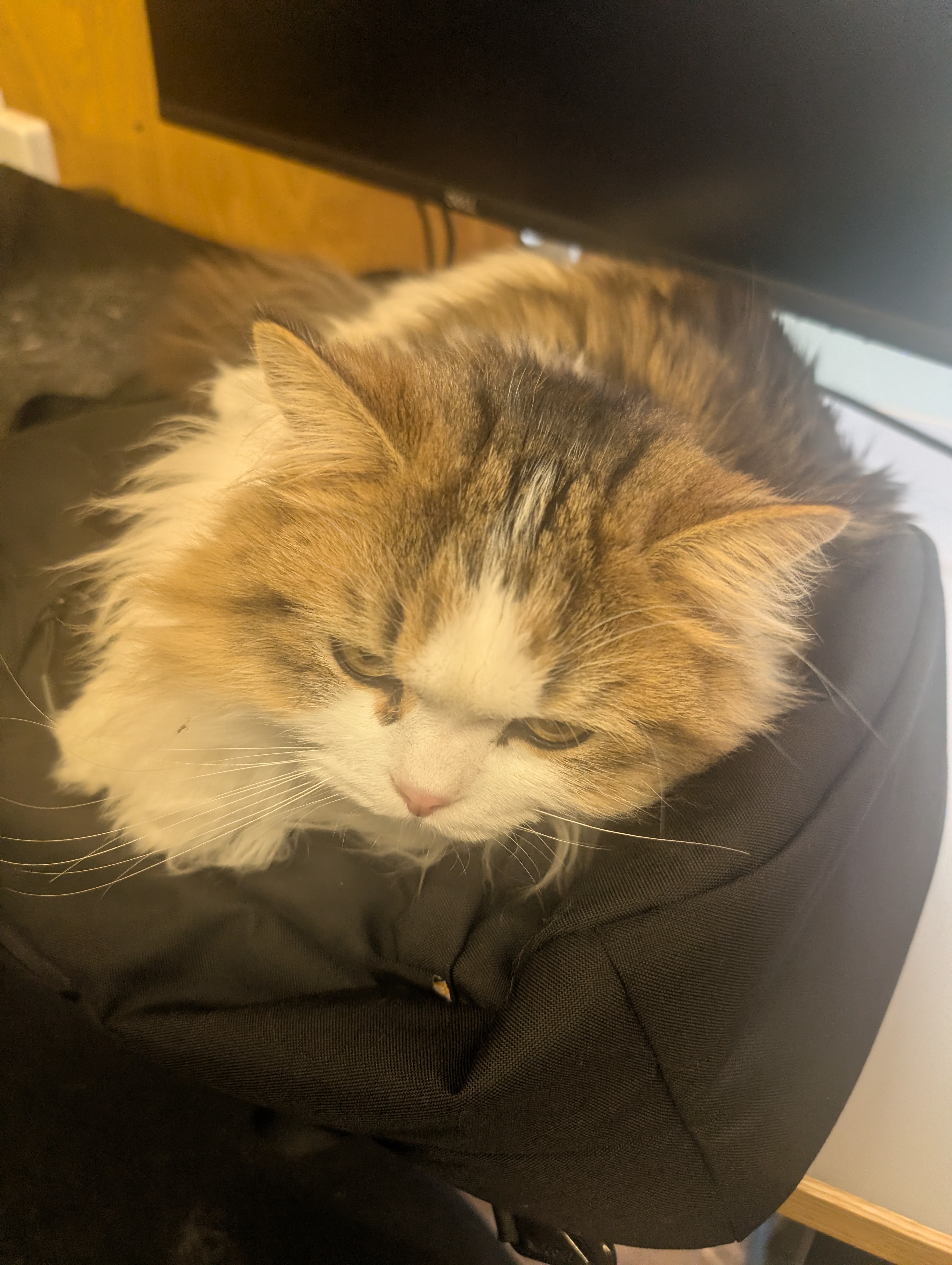 PCモニタの下でうとうとお昼寝中のラムネ