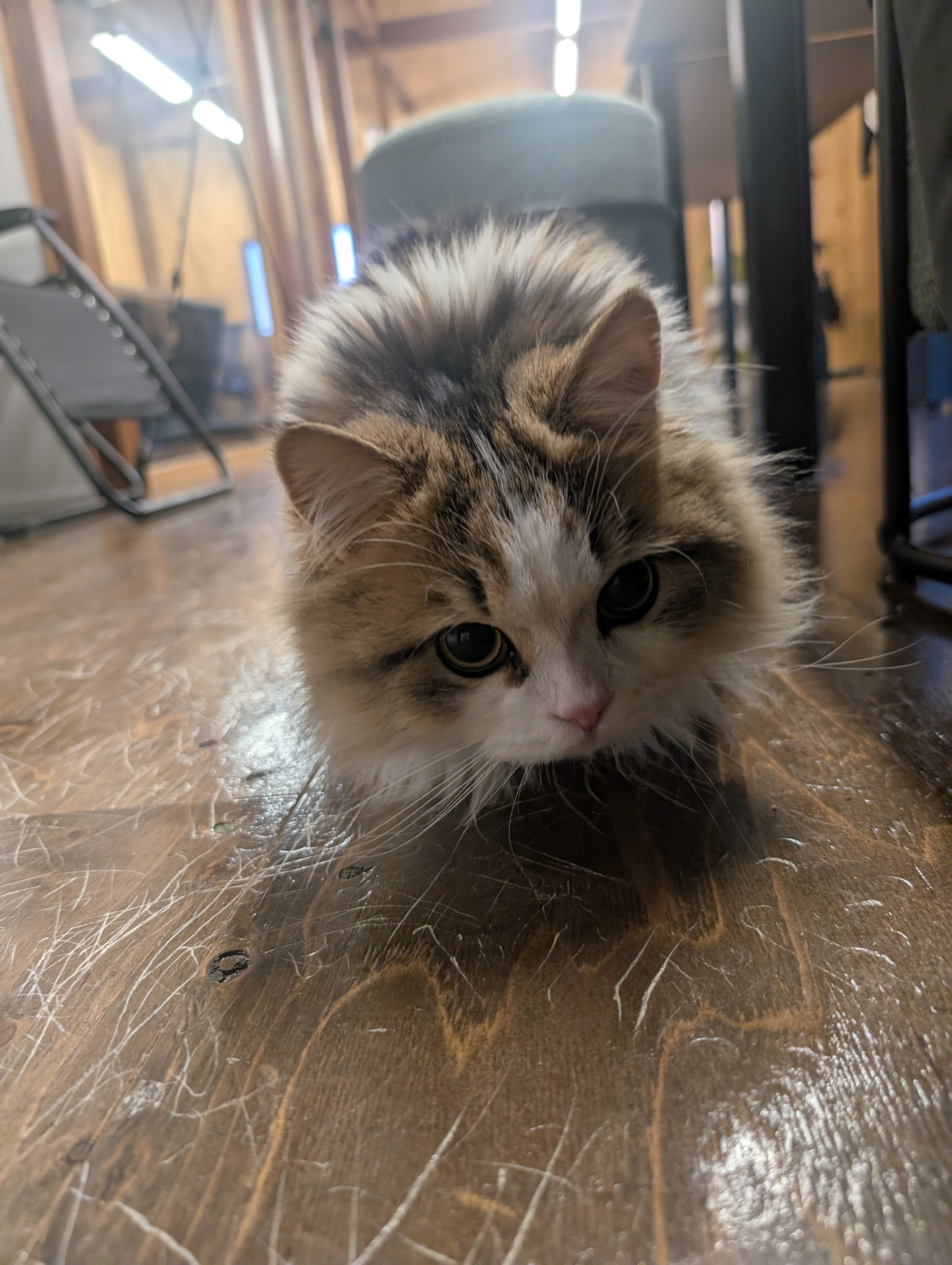 オフィス猫ラムネ 2026年5月9日のひとこま