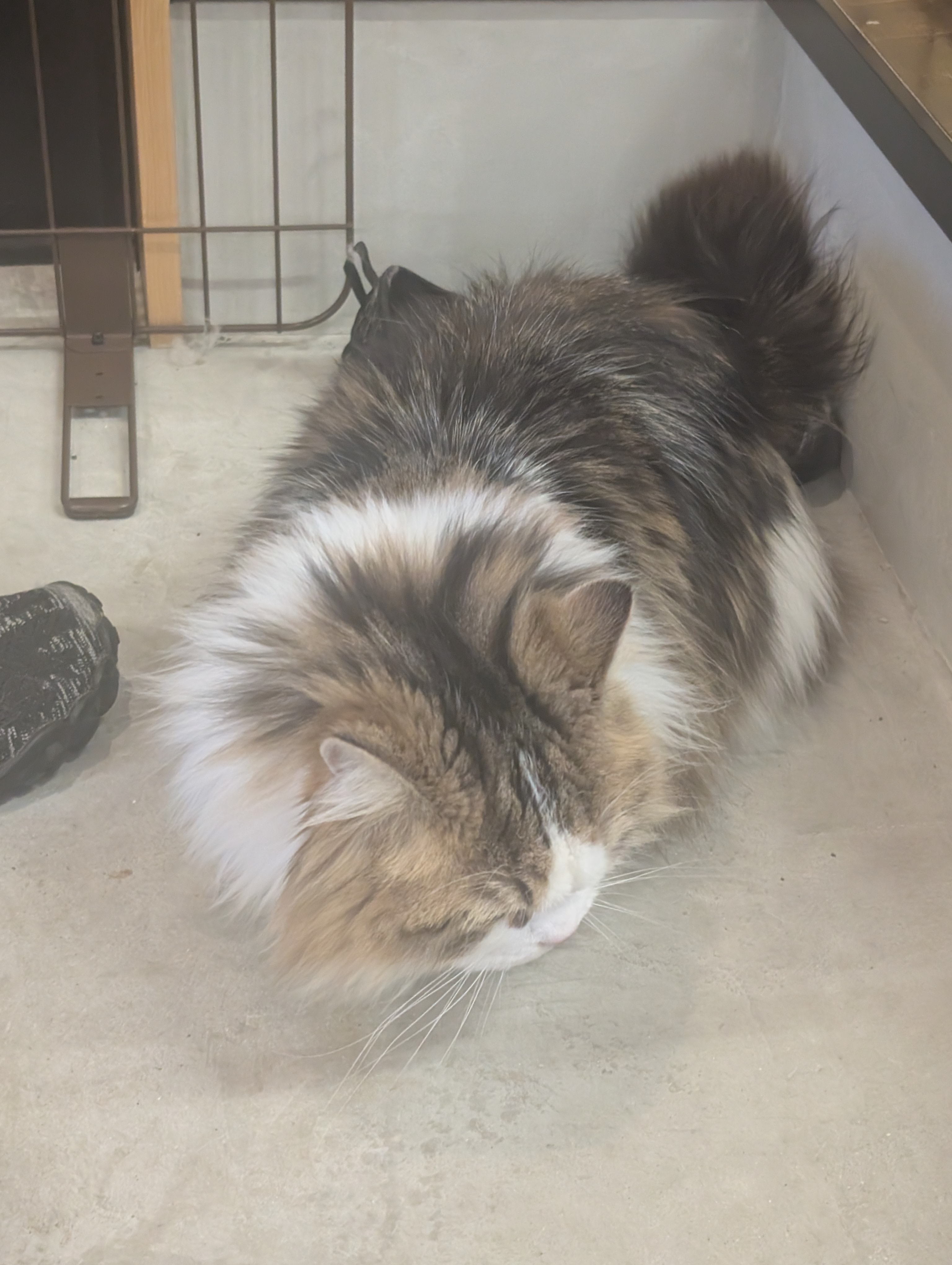 オフィス猫ラムネ 2026年5月11日のひとこま
