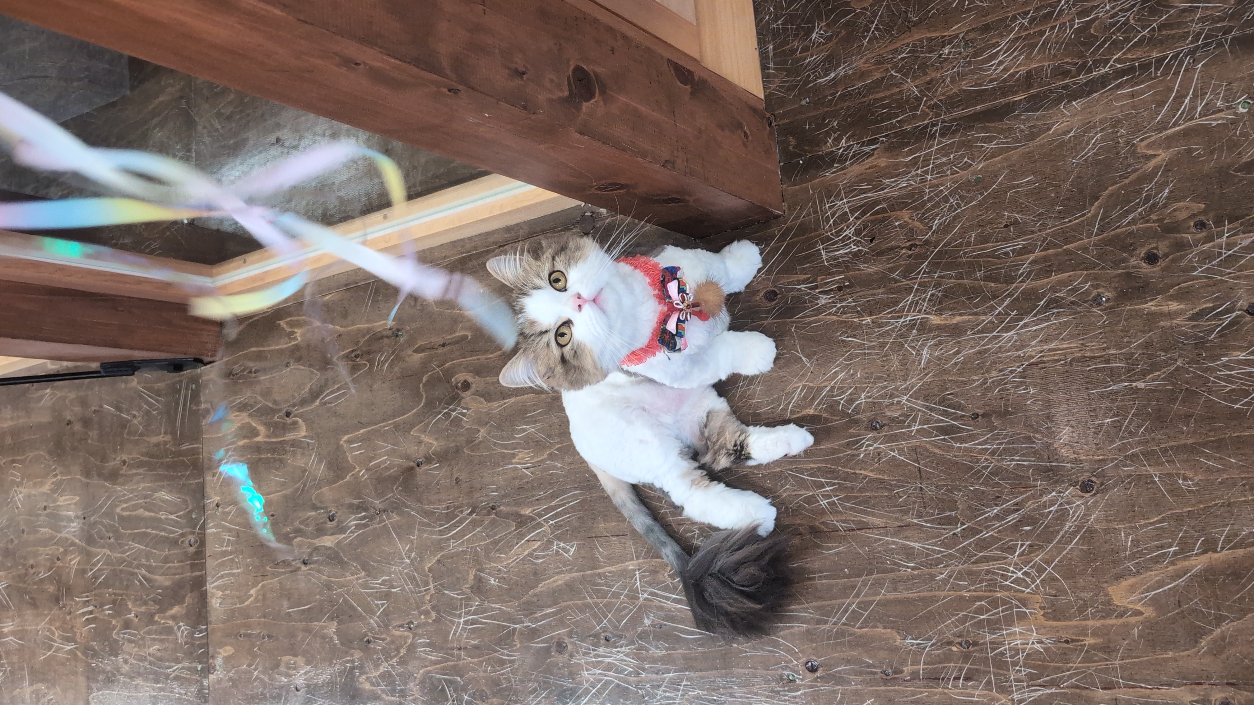 オフィス猫ラムネが木の床にごろんと寝ころび、ゆれるリボンのおもちゃをまんまるな目で見上げている一枚