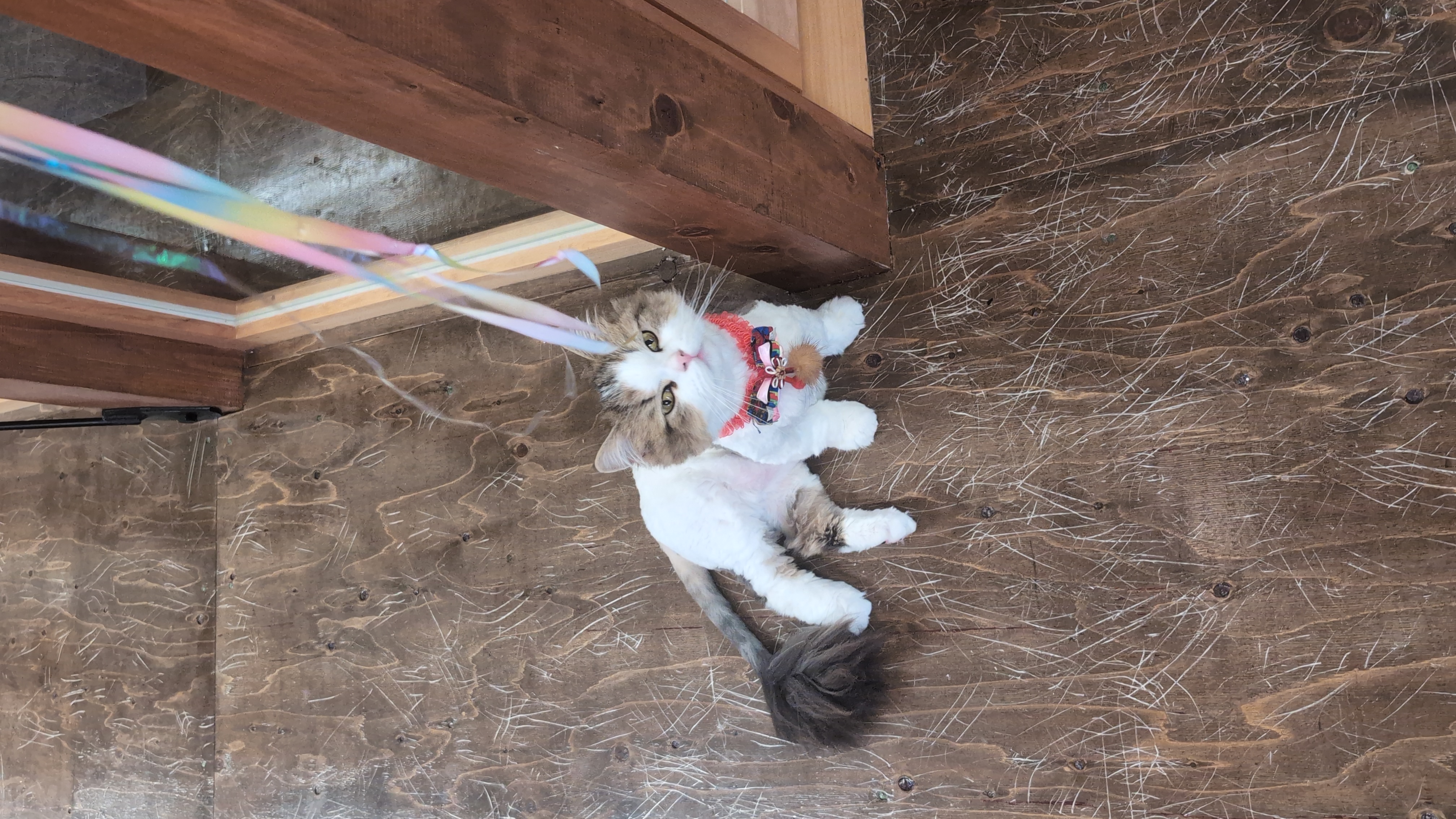 オフィス猫ラムネが床に寝そべってカラフルなリボンを見上げ目を輝かせている一枚