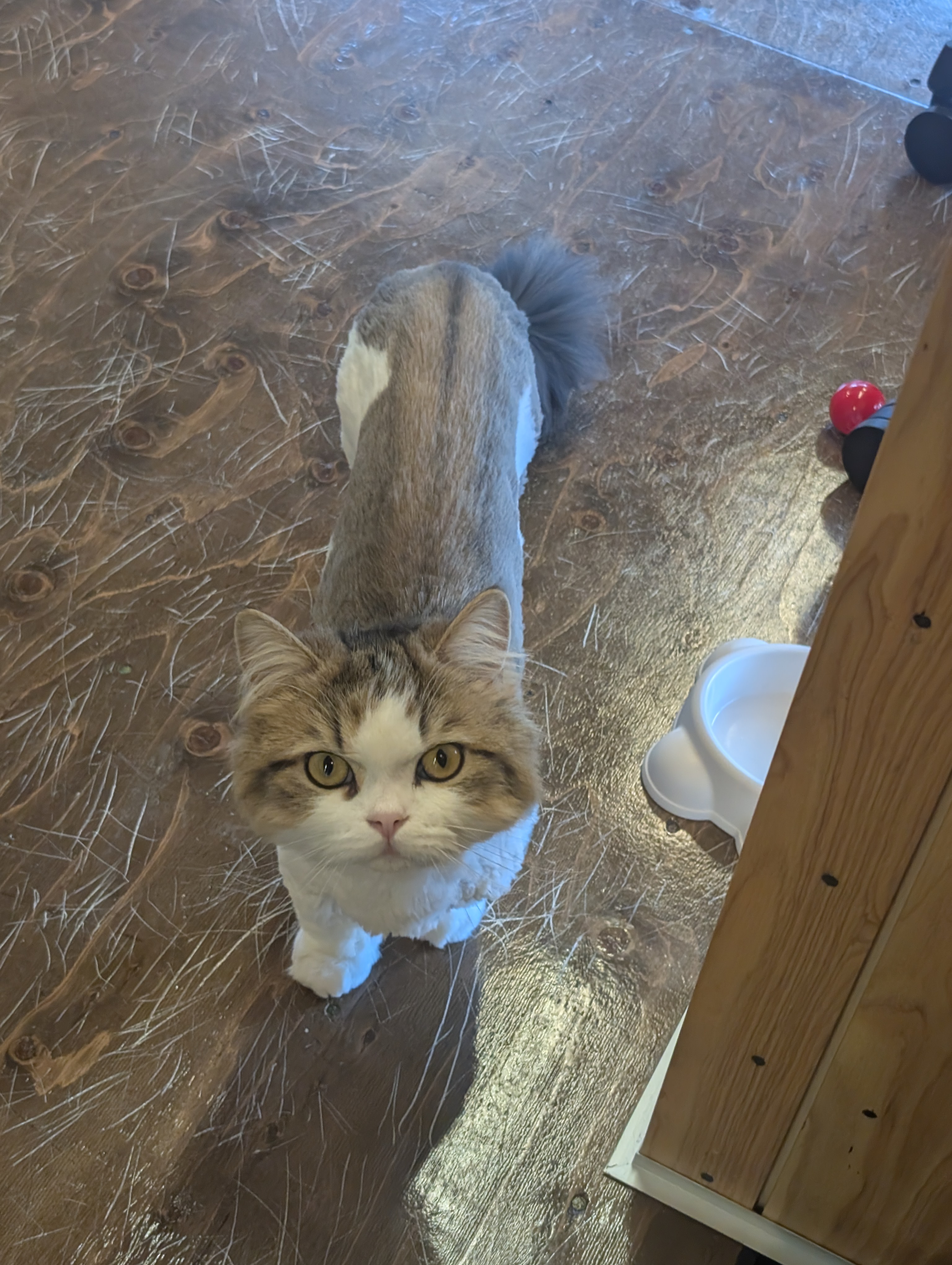 オフィス猫ラムネ 2026年5月14日のひとこま