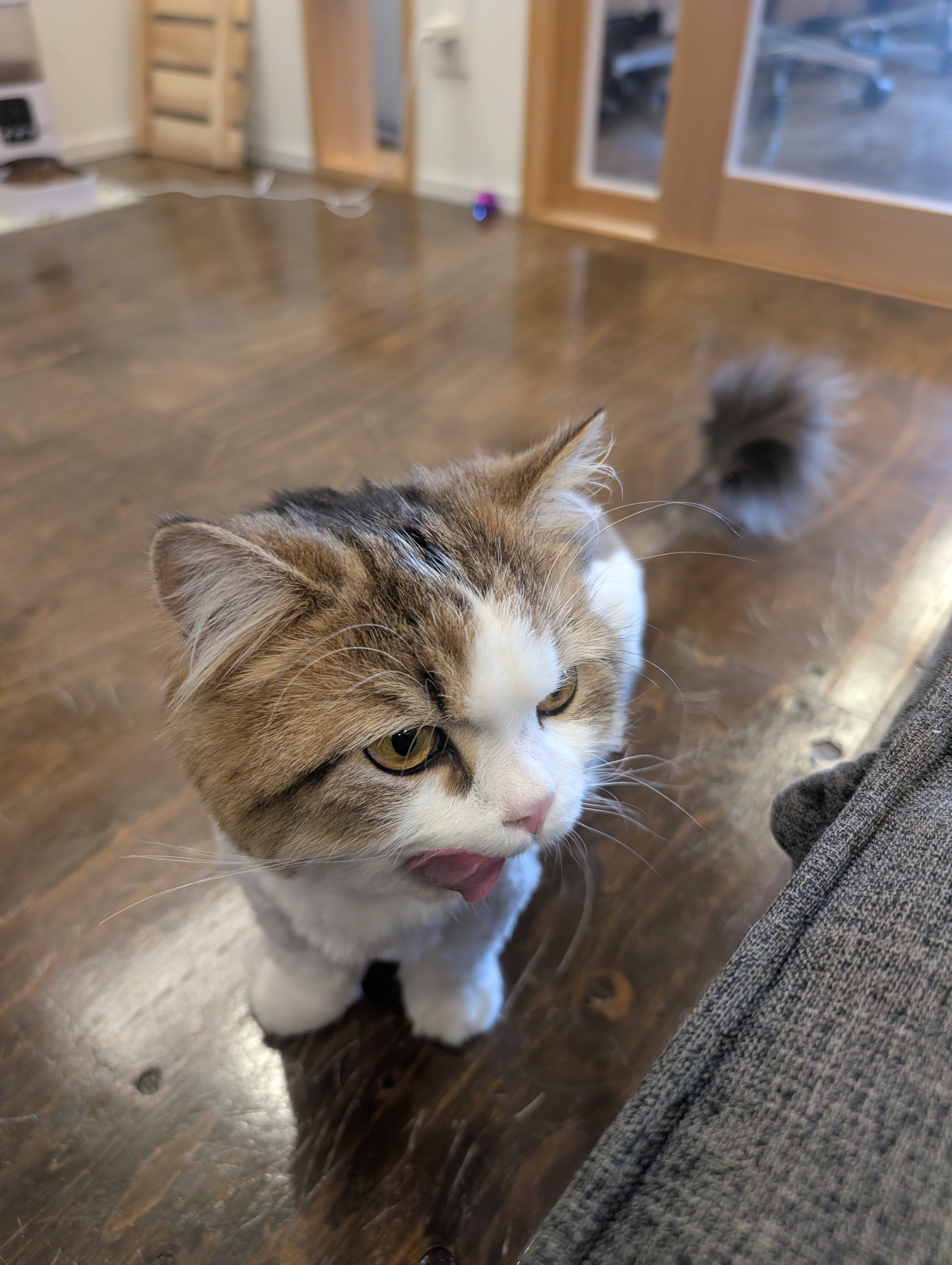オフィス猫ラムネが朝のオフィスの床に座って舌をちらっとのぞかせて見上げている一枚