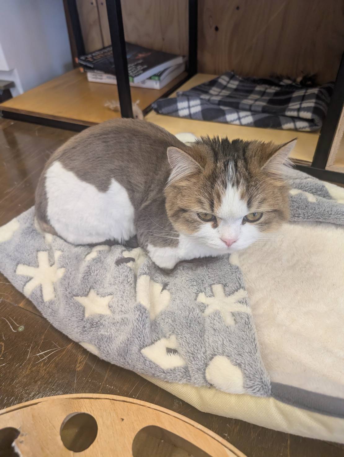 今日のぼく