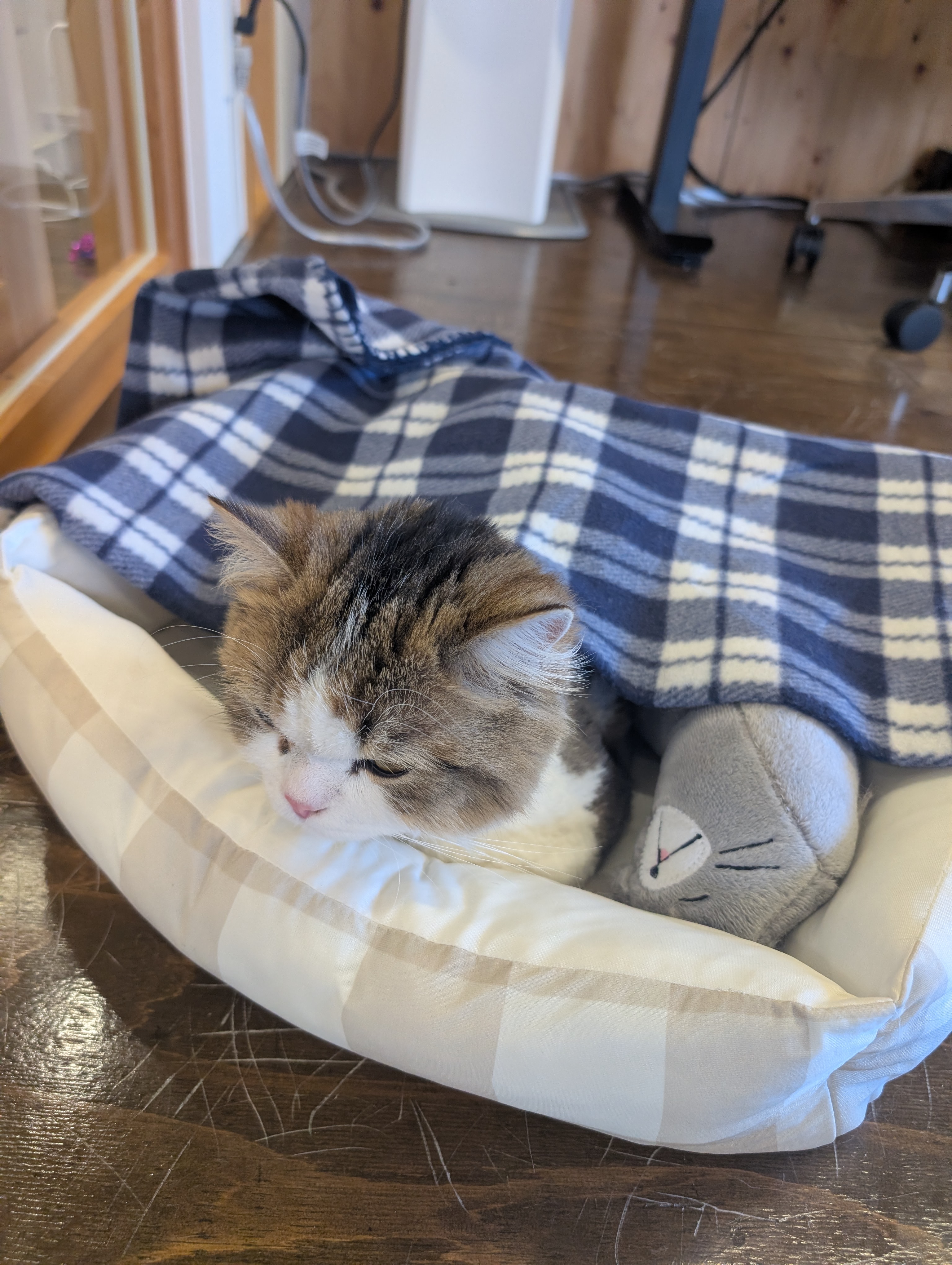 毛布に包まれて、ねむねむタイム