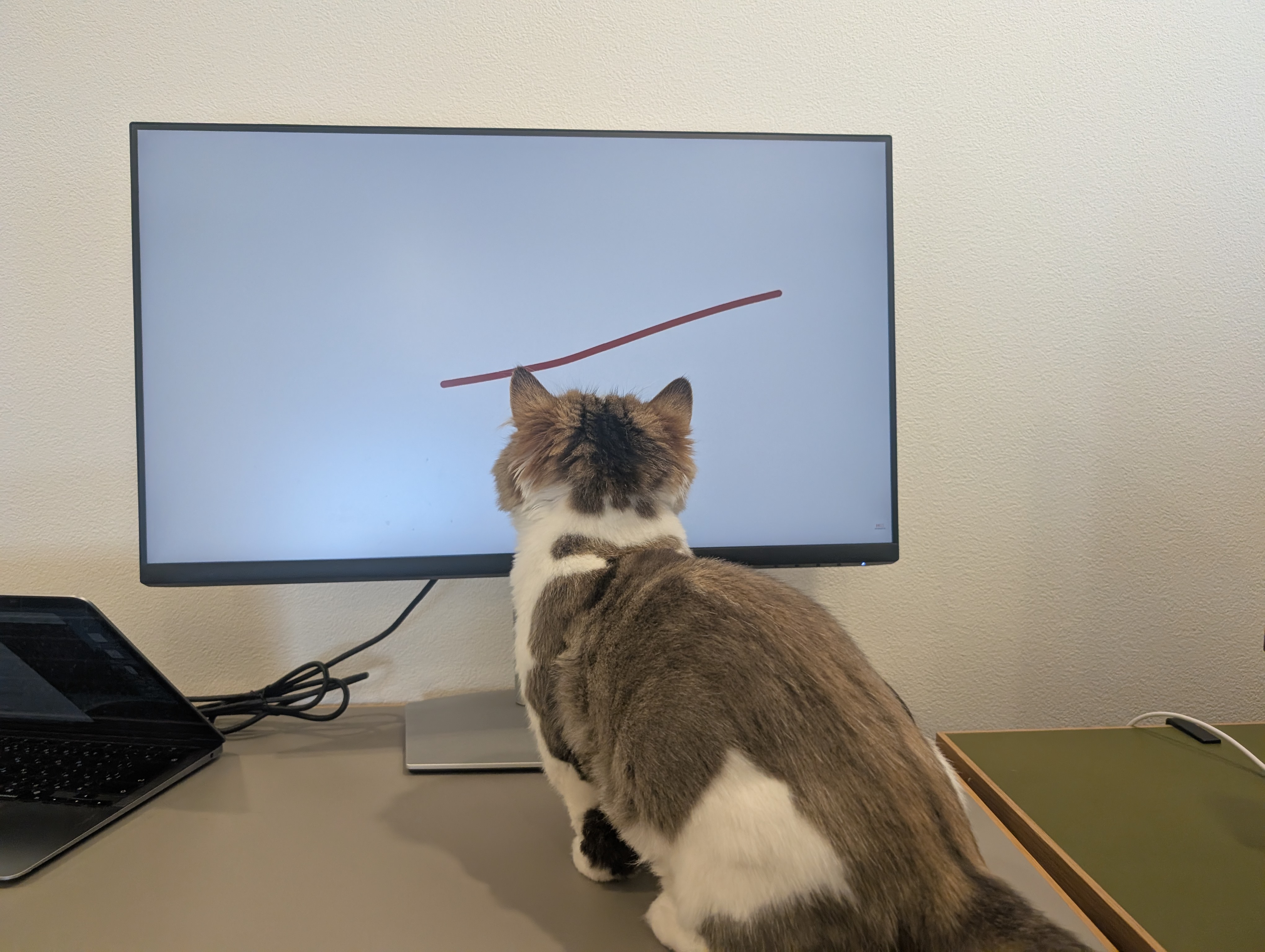 オフィス猫ラムネがデスクに座って大きなモニターを後ろ姿で見上げている一枚