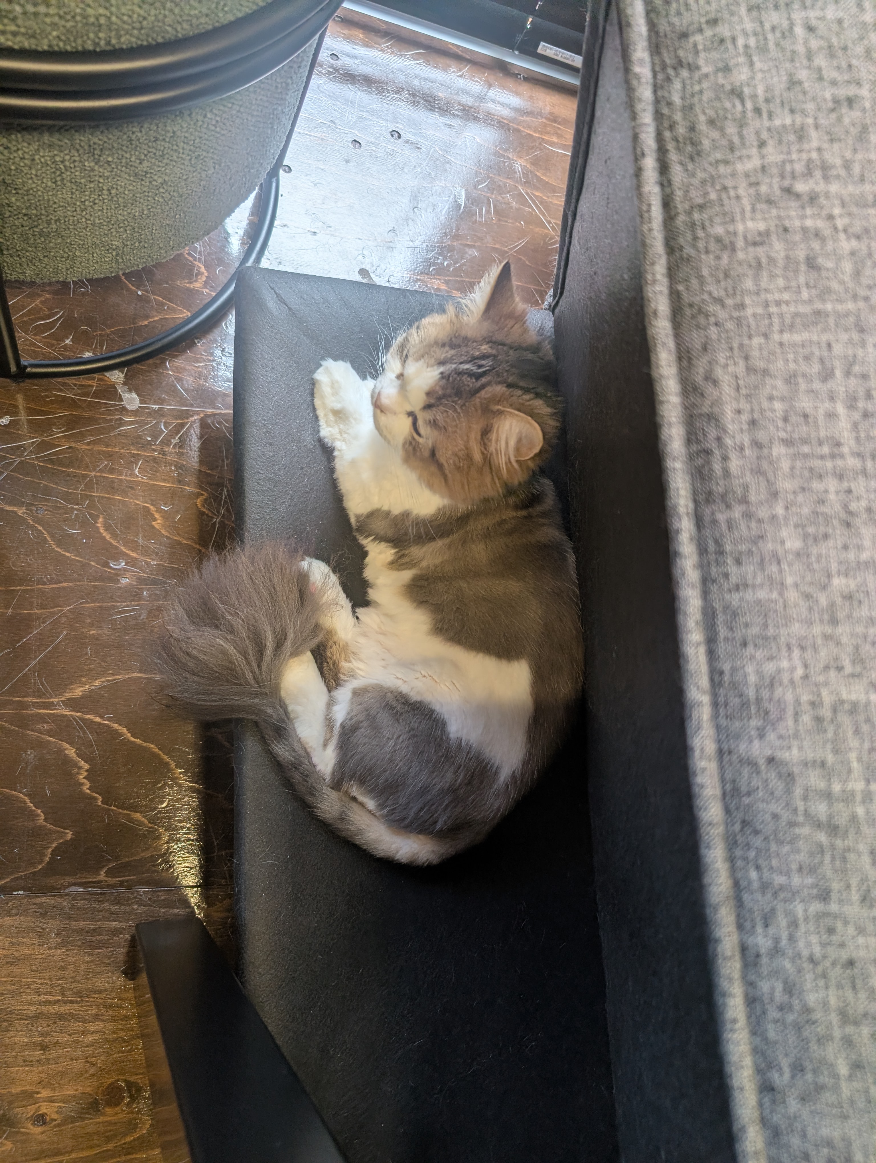 オフィス猫ラムネが椅子と机のすきまの暗いマットの上で、体を伸ばしてごろんとお昼寝している一枚