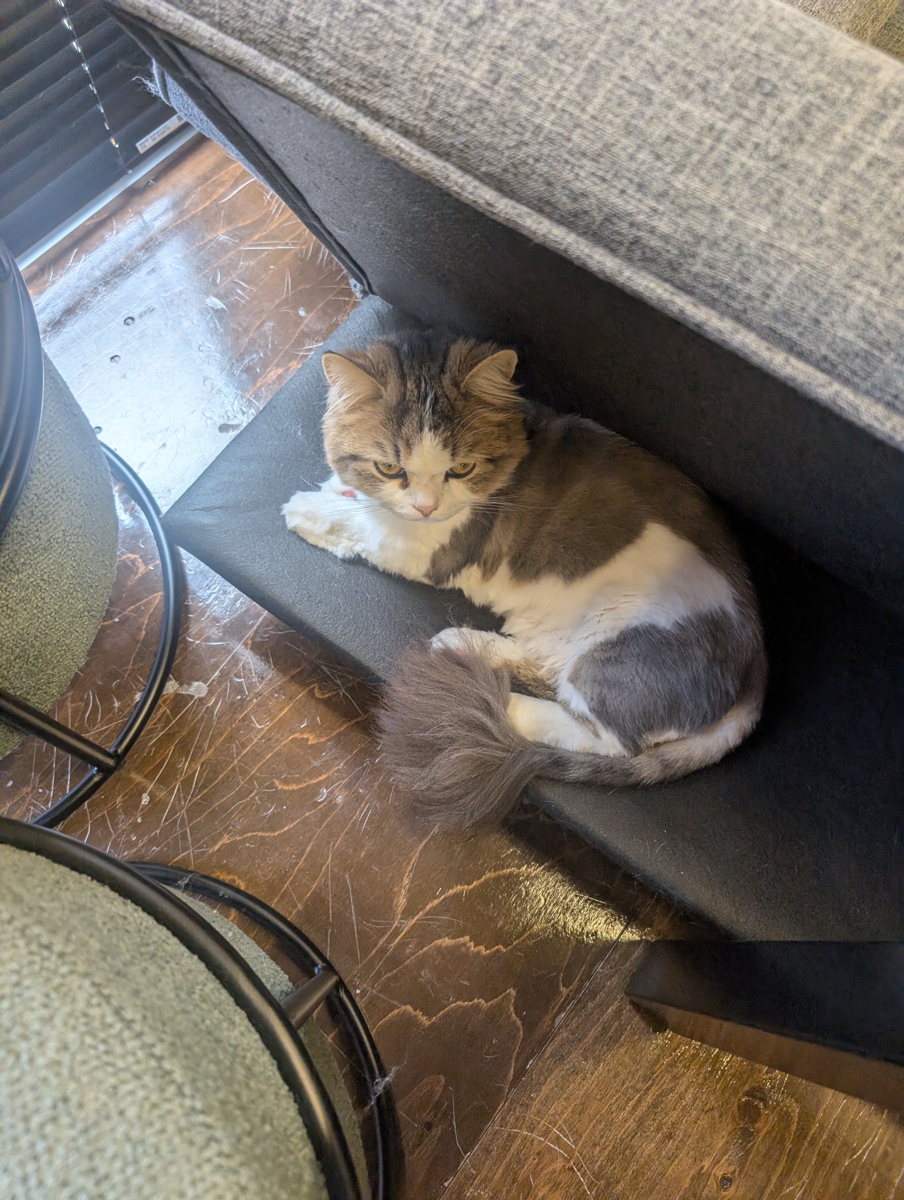 オフィス猫ラムネが家具のすきまにまんまるおさまり、とろんとした目でくつろぐ一枚
