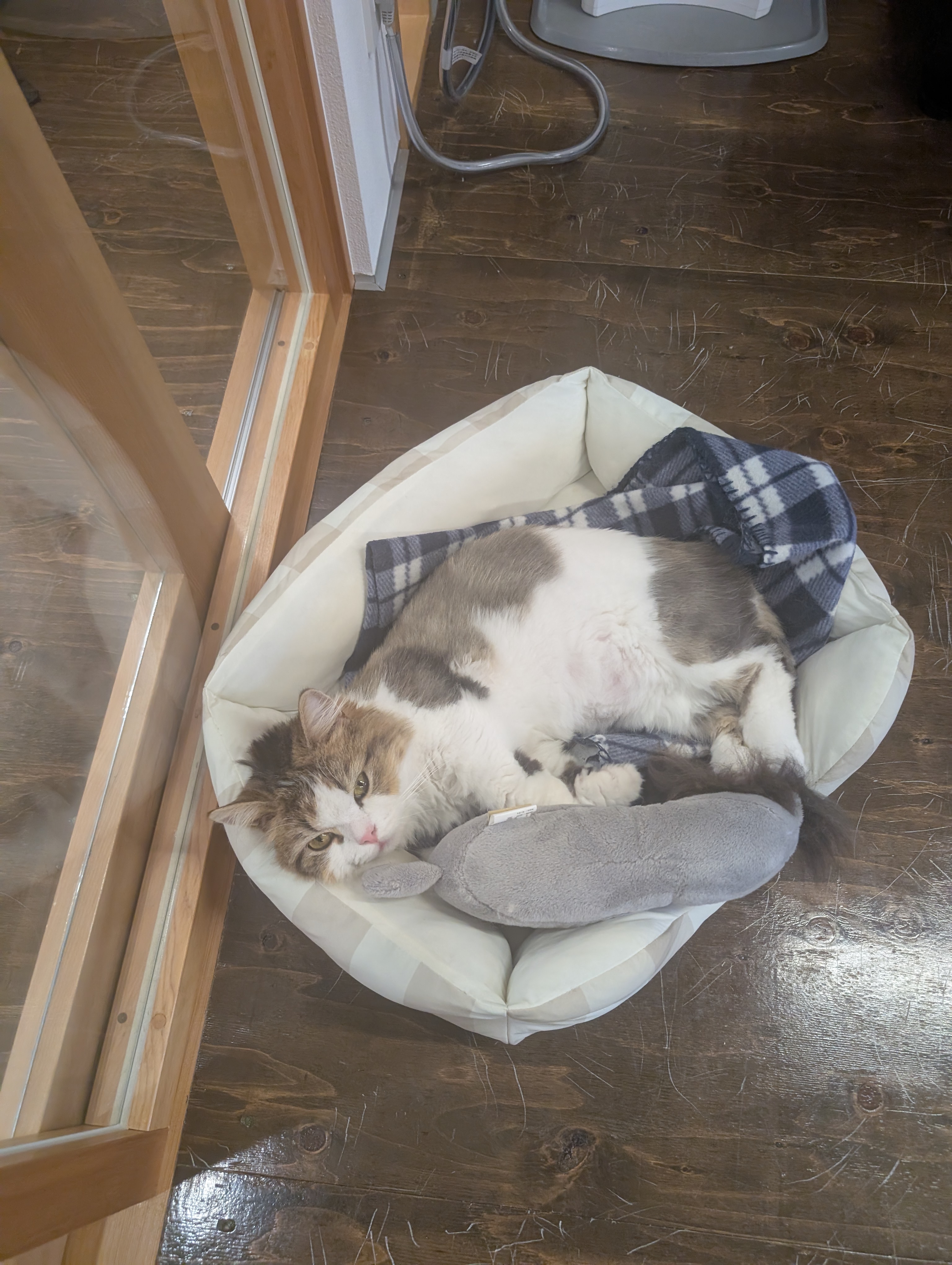 オフィス猫ラムネがふかふかの猫ベッドの中で、グレーのクッションを前あしで抱っこしながらこちらを見つめている一枚