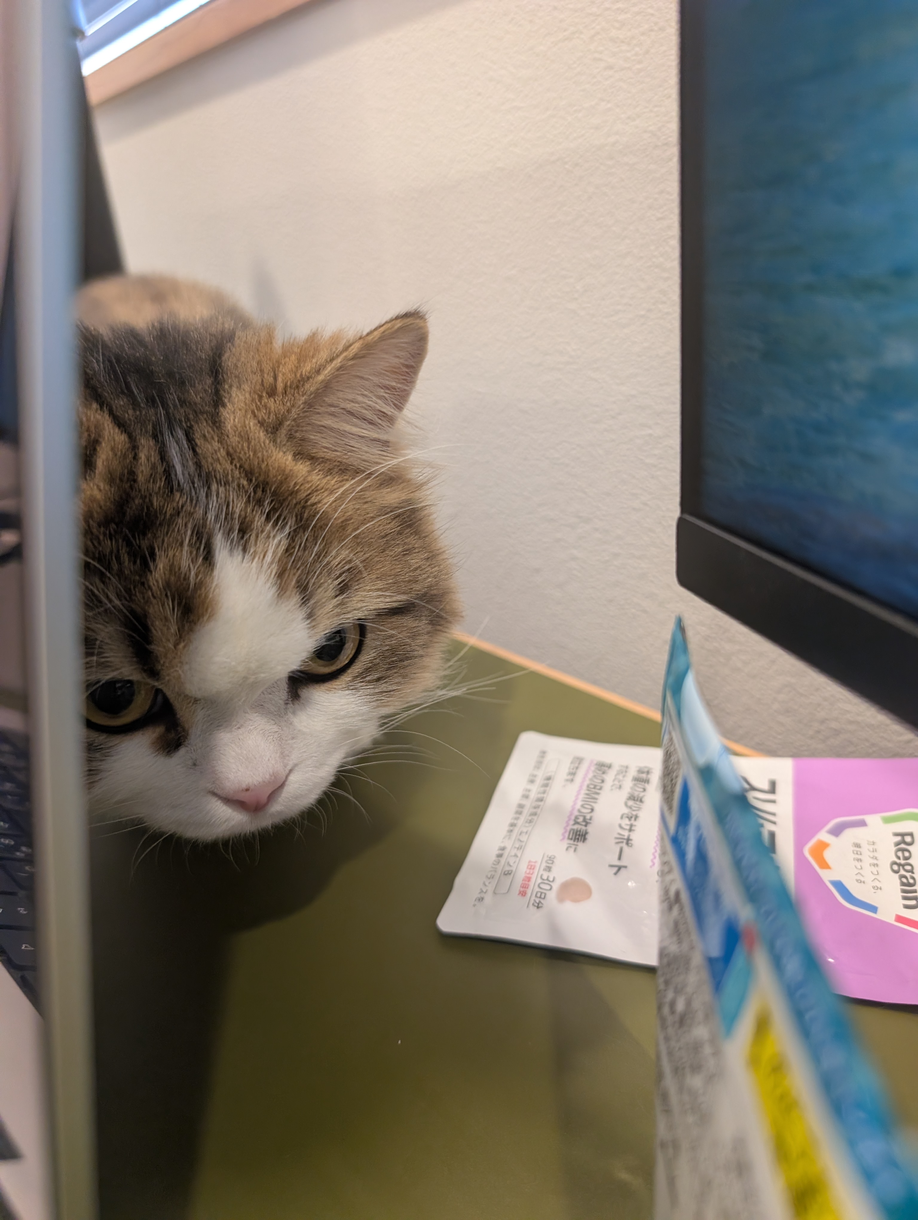 モニターのかげから、ひょっこりラムネ