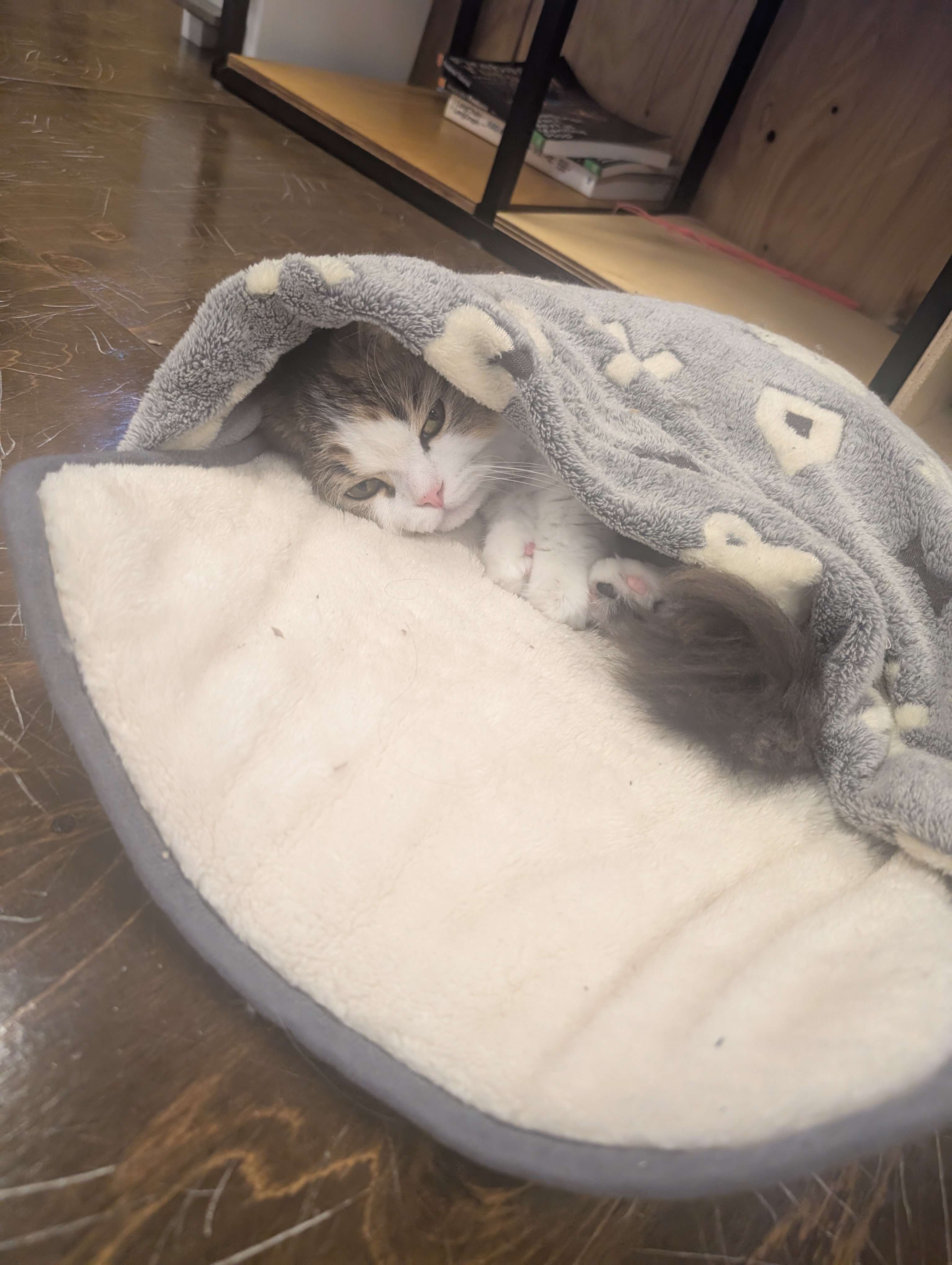 毛布にくるまって、ねむねむラムネ