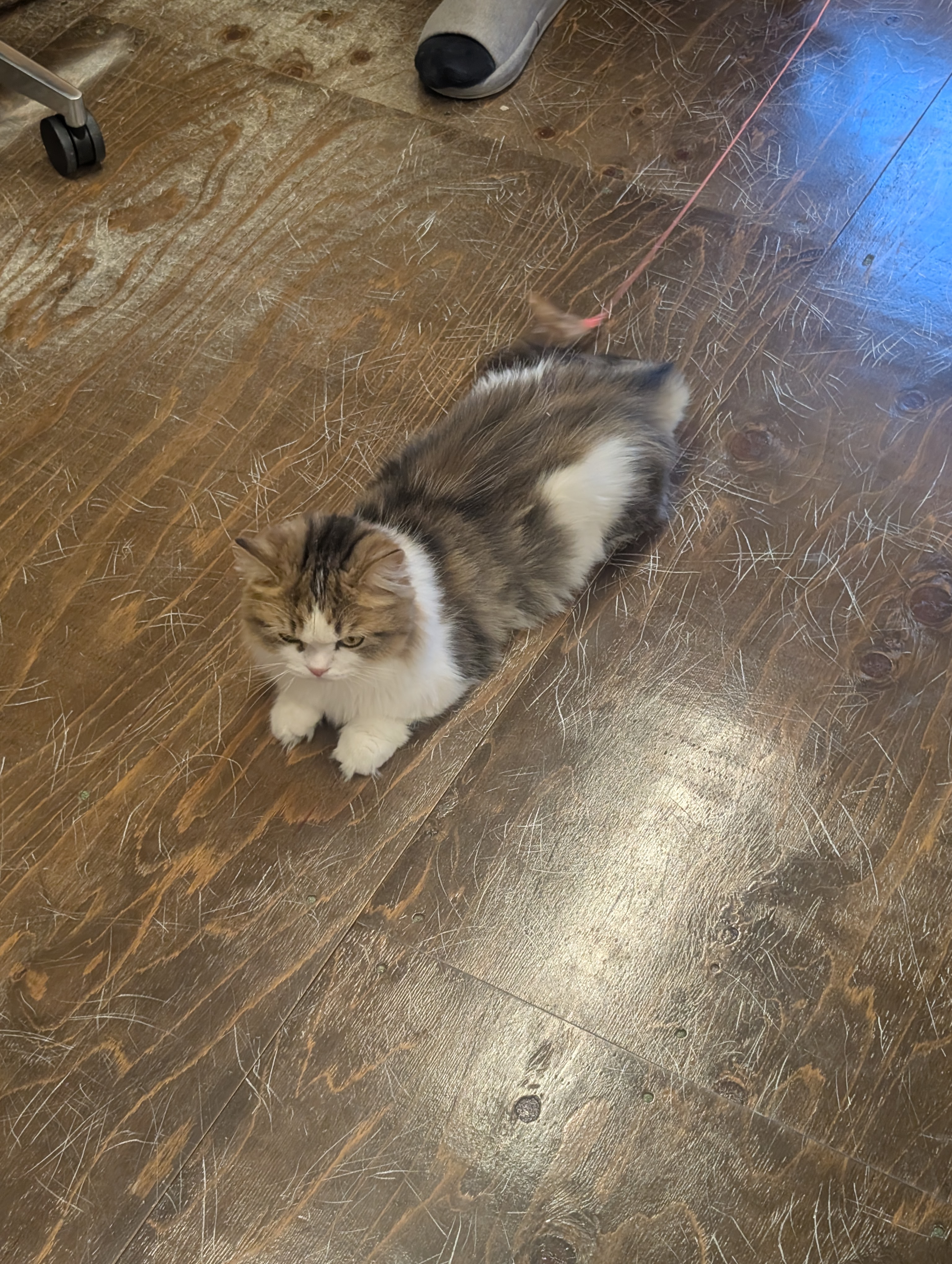 オフィス猫ラムネが夕方のフローリングにぺたんと座って見上げている、まあるい背中とふわふわのしっぽが愛らしい一枚