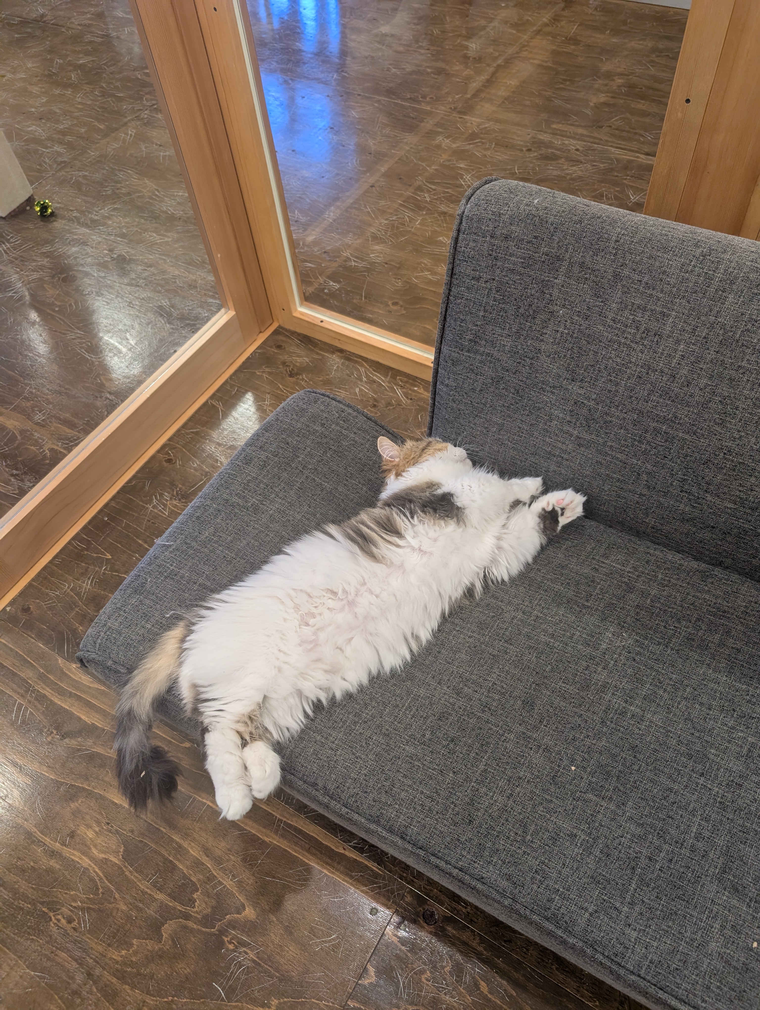 オフィス猫ラムネがグレーのソファで前あしをぐいーっとのばし、おなかを見せてのびのびとくつろいでいる一枚