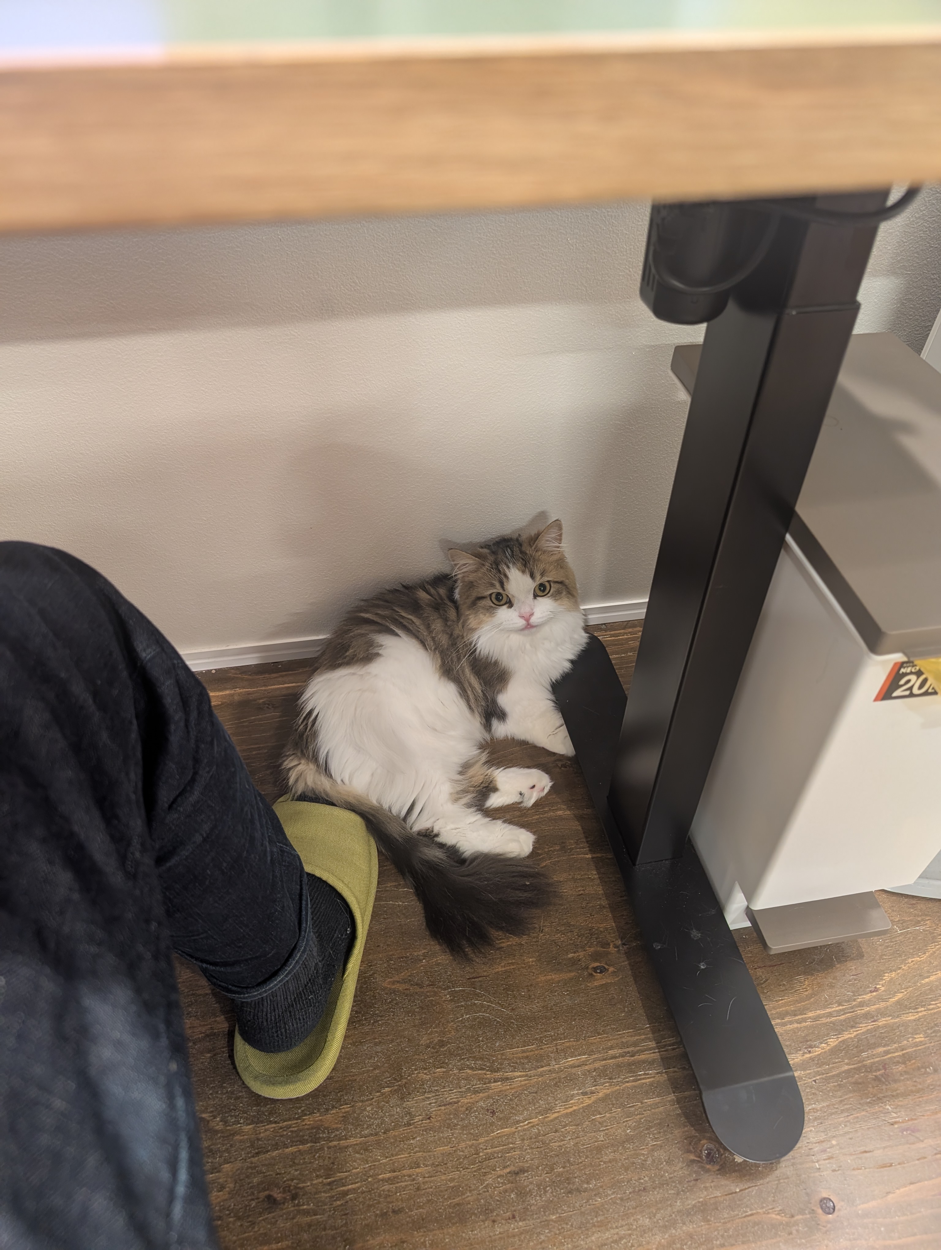 足もとが、いちばんあんしんにゃ